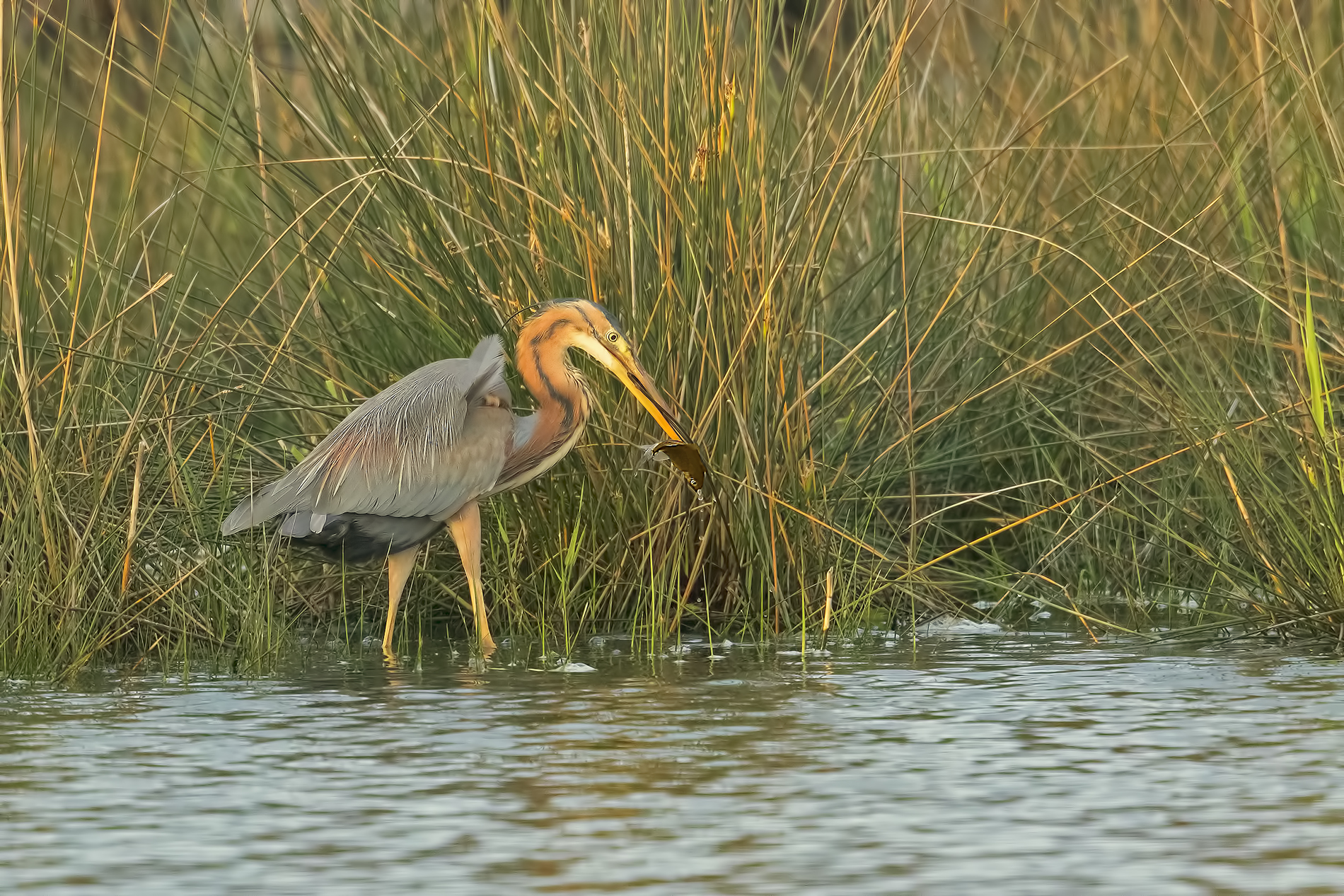 Airone Rosso ...famelico