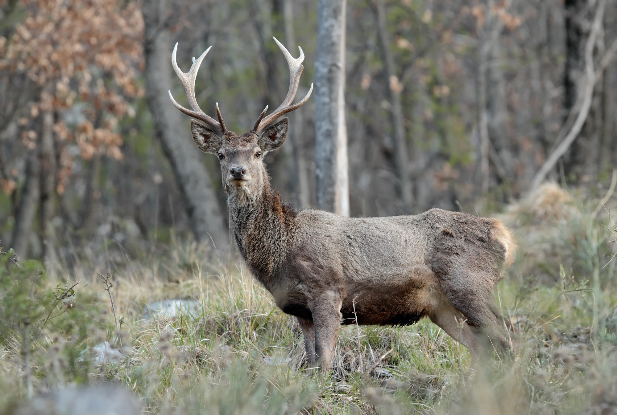 iL Re delle nostre foreste ...