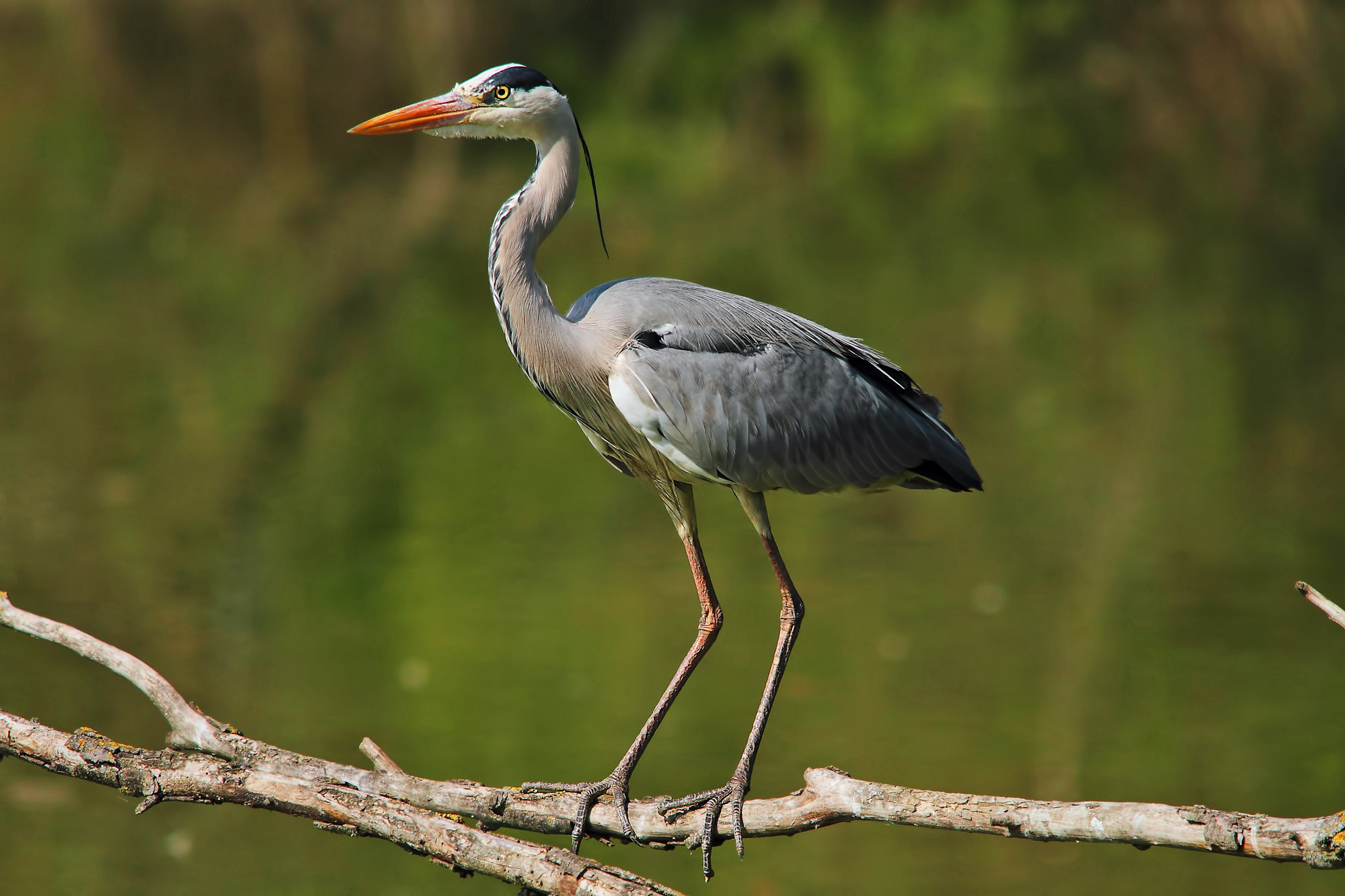 Airone cenerino in posa.
