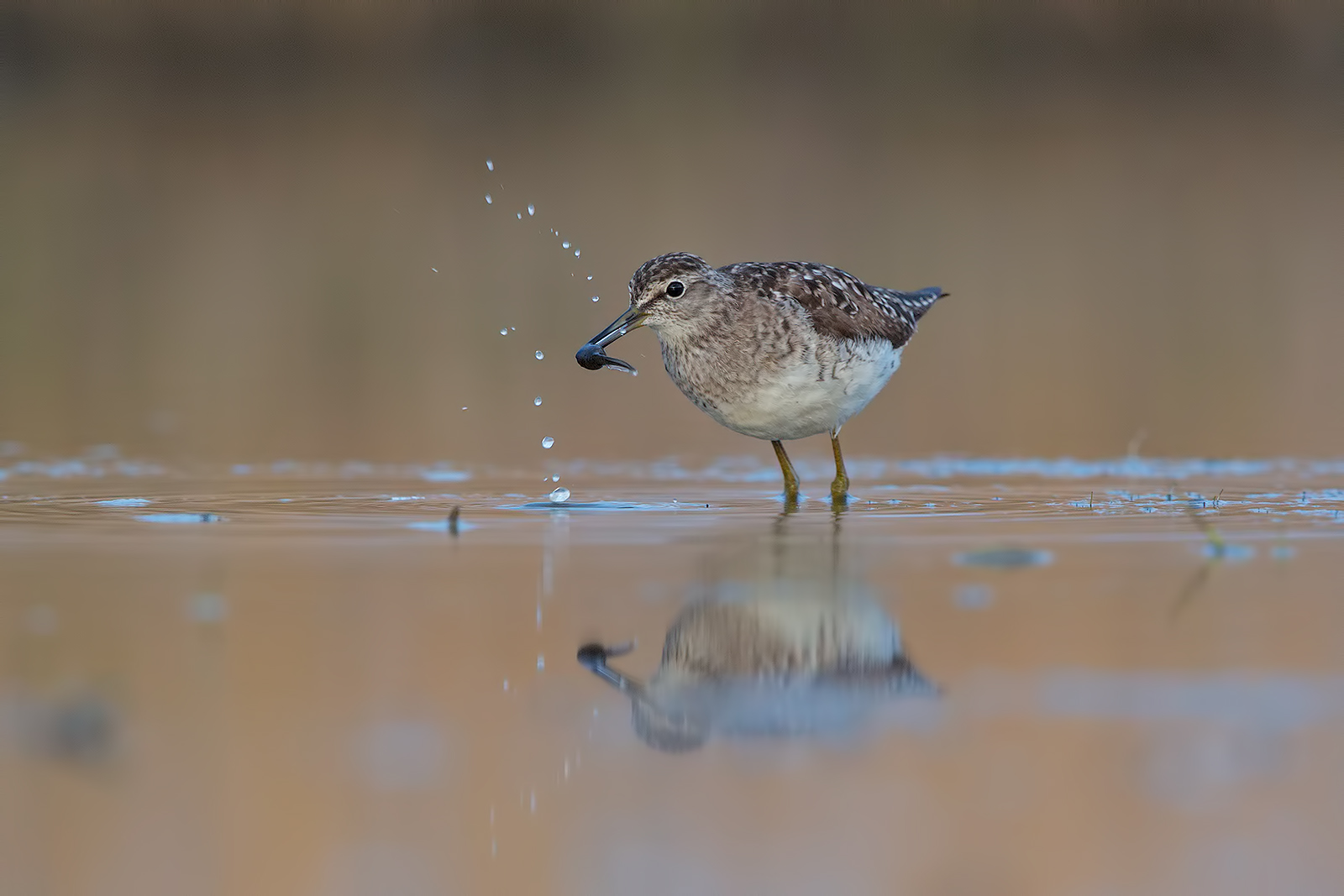 Piro piro boschereccio