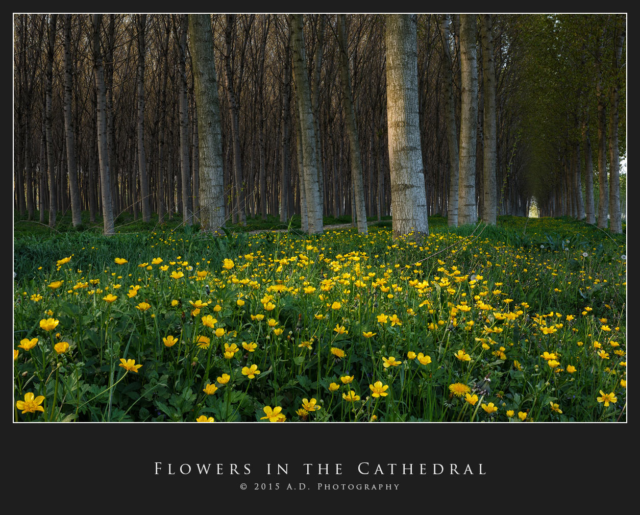 Flowers in the Cathedral
