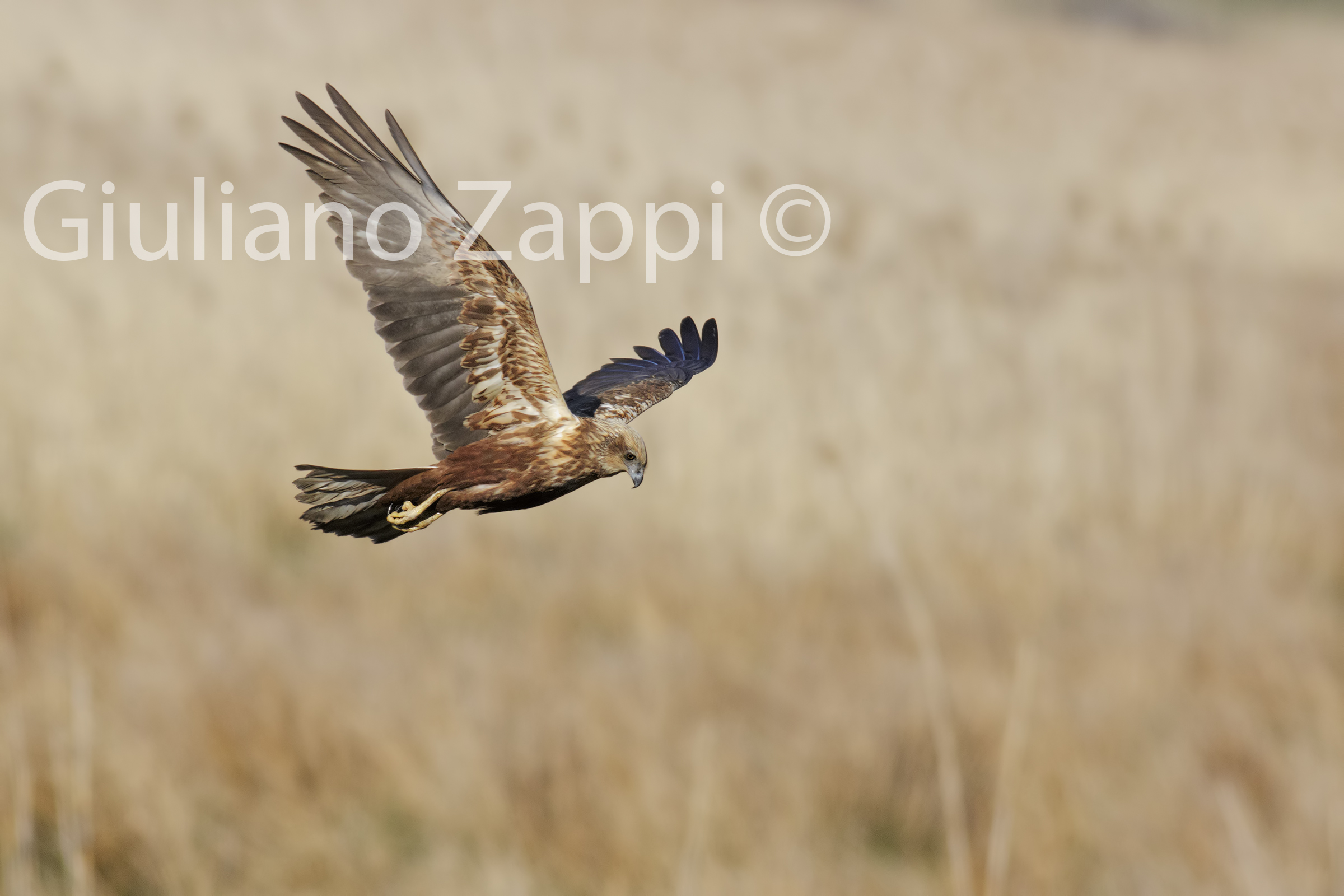 Dominando il canneto