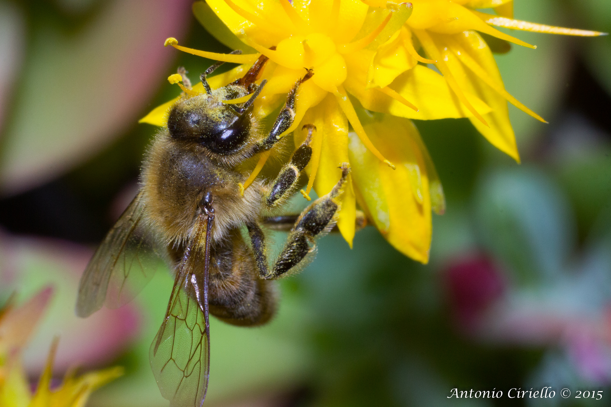 appesa ad un...fiore