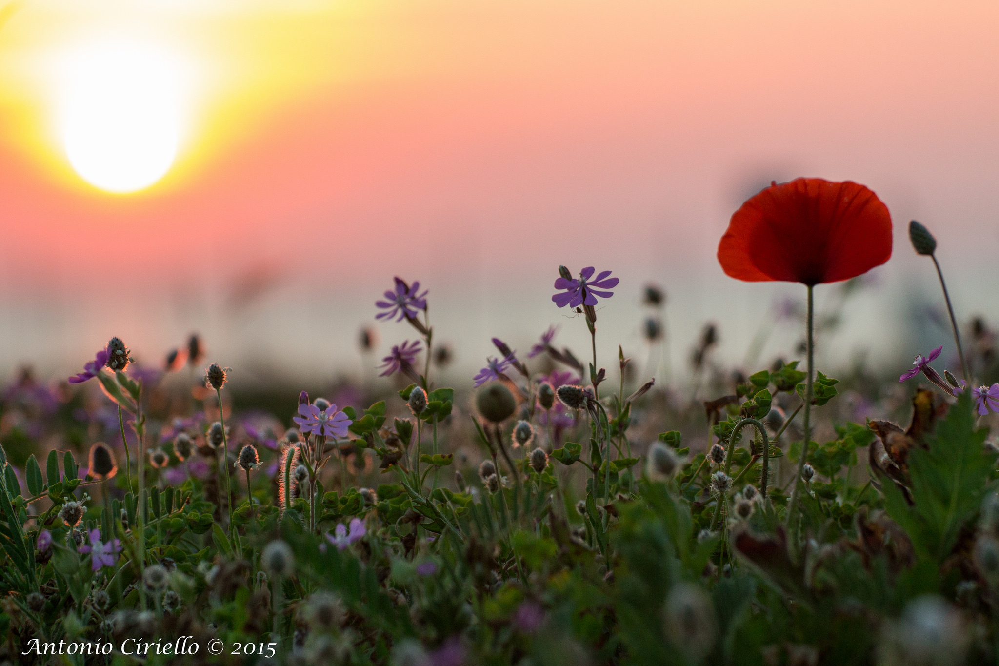 adulazione primaverile