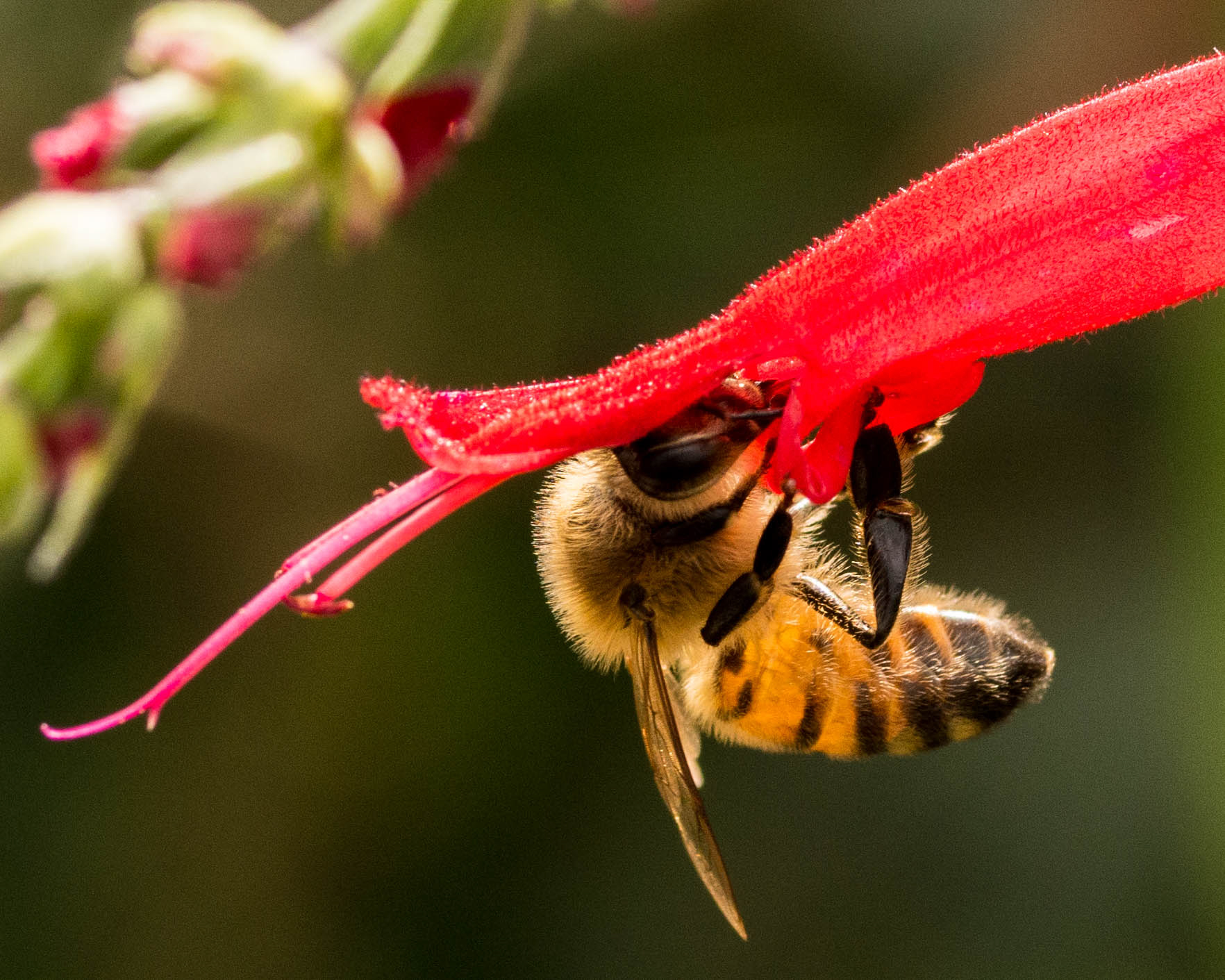 Bee, Salvia backlit
