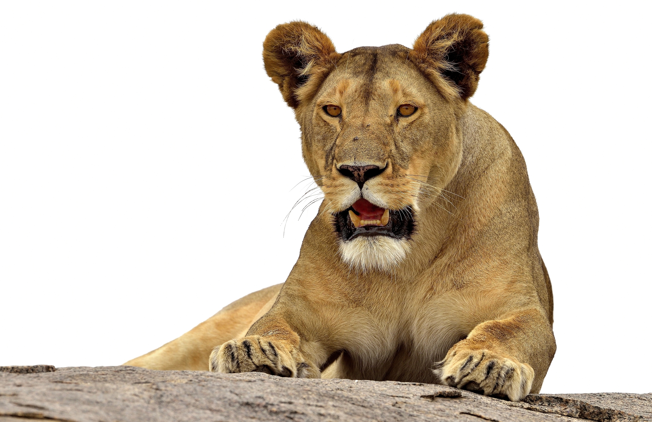 Tanzania 2015 - Leonessa