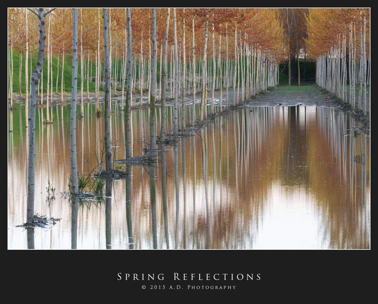 Spring Reflection