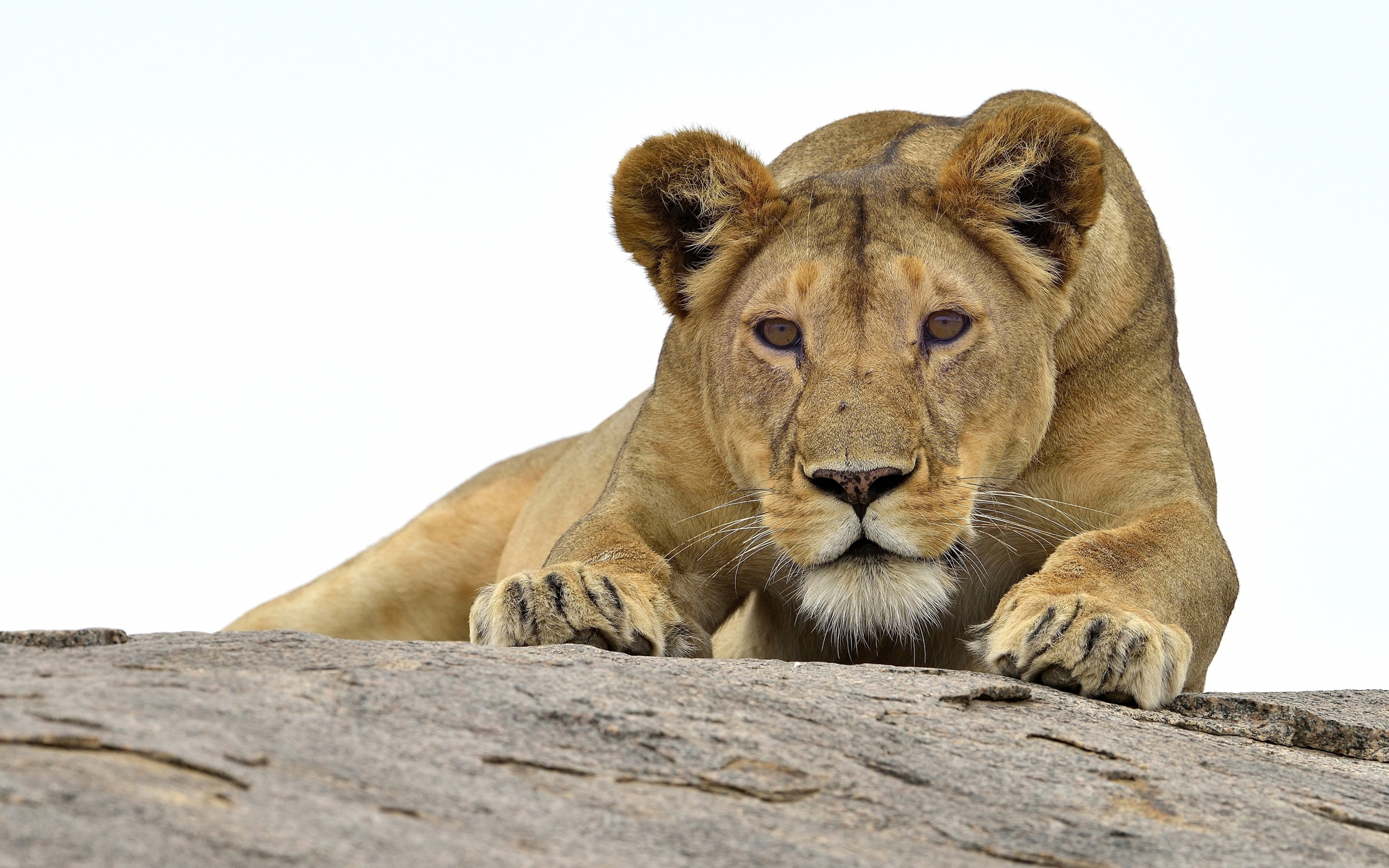 Tanzania 2015 - Pronti a scattare