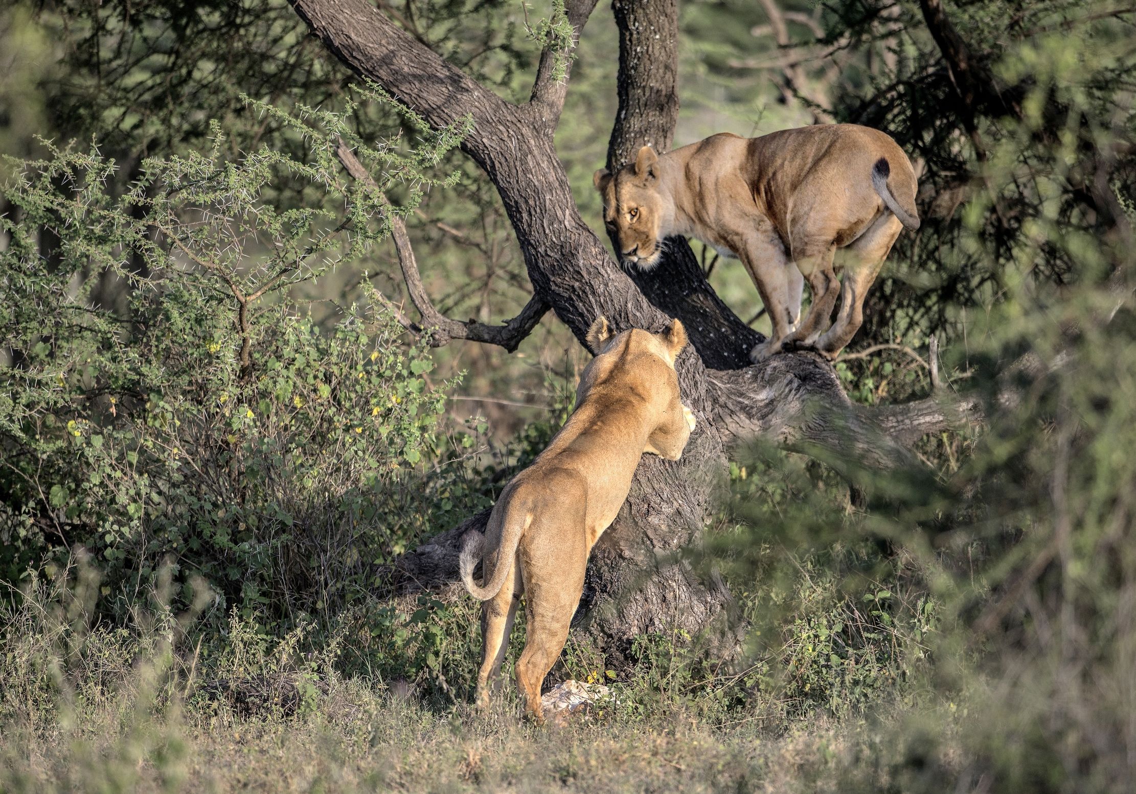 Tanzania 2015 - Sull'albero