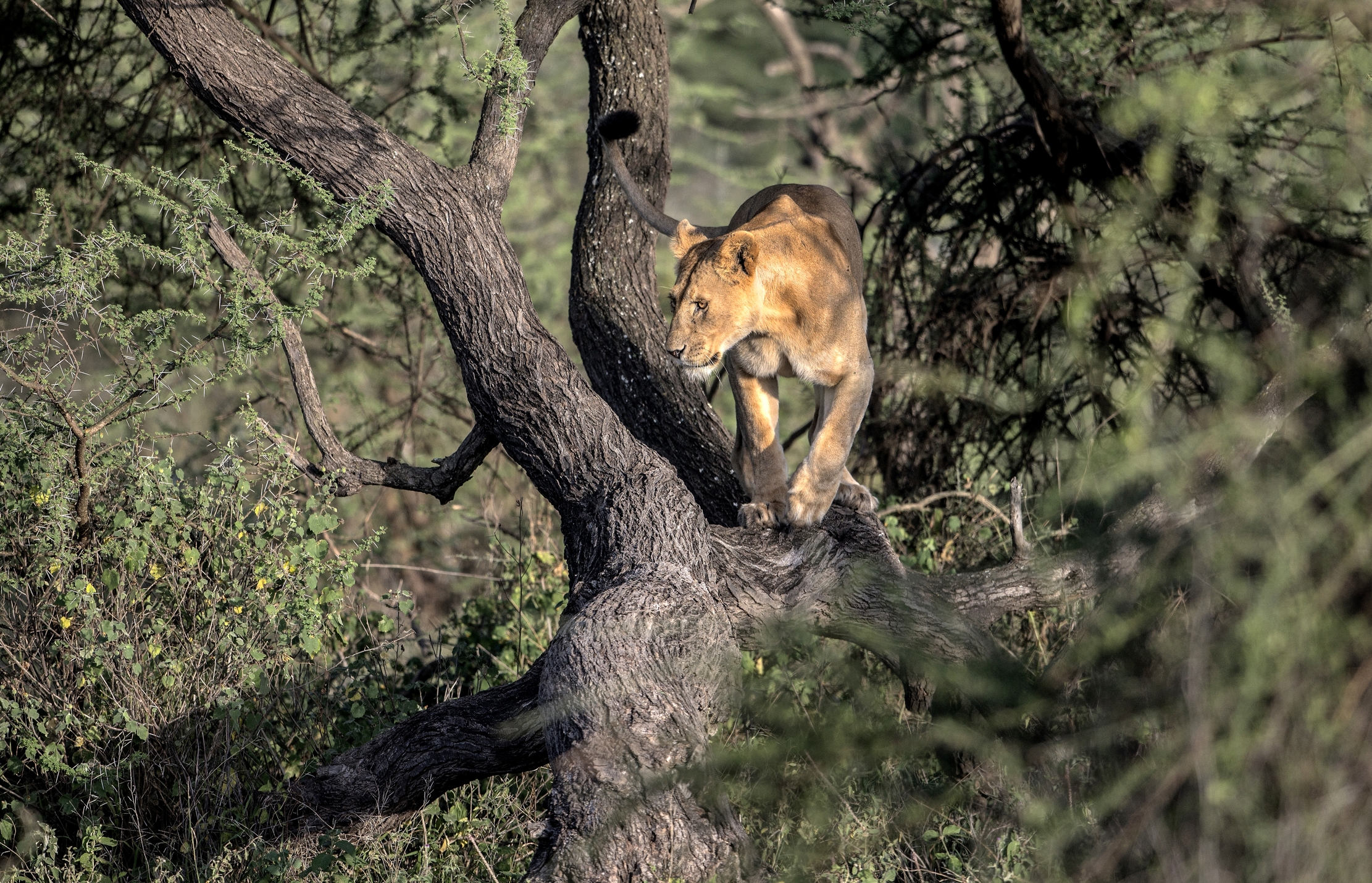 Tanzania 2015 - Sull'albero