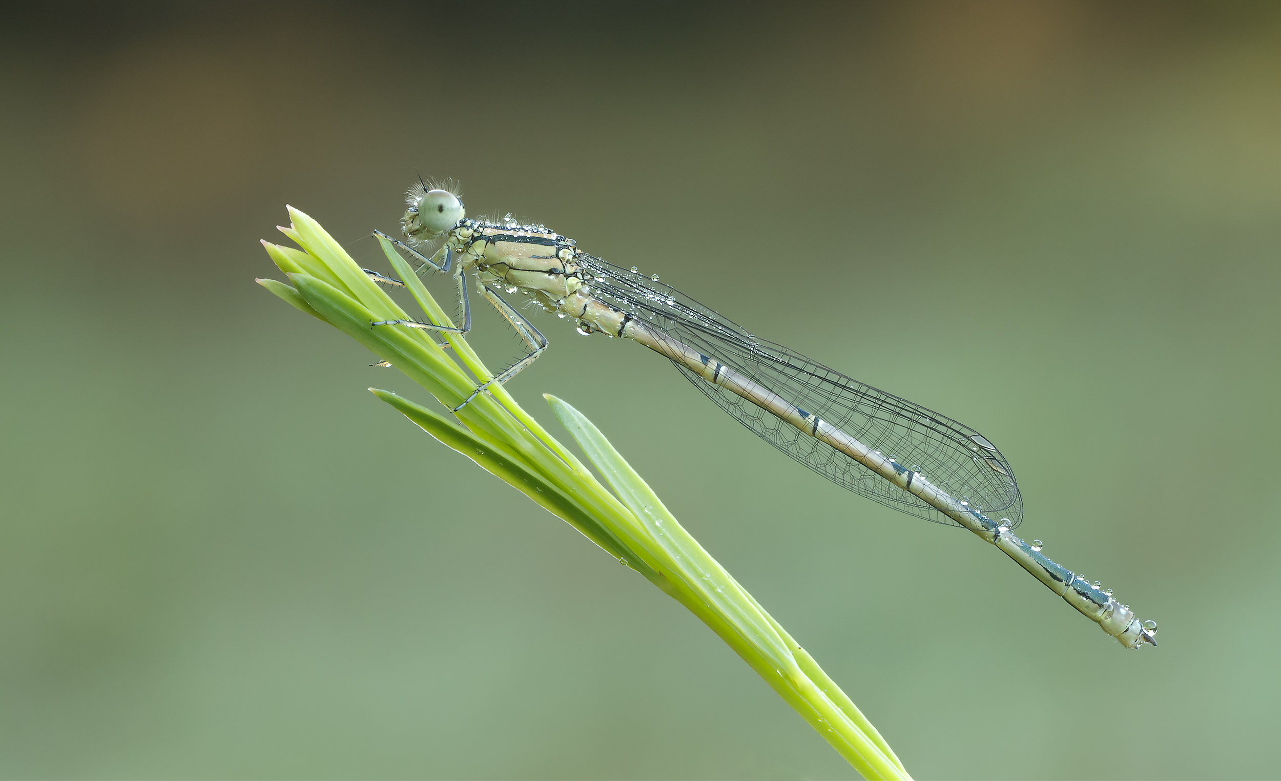 Erythromma lindenii...