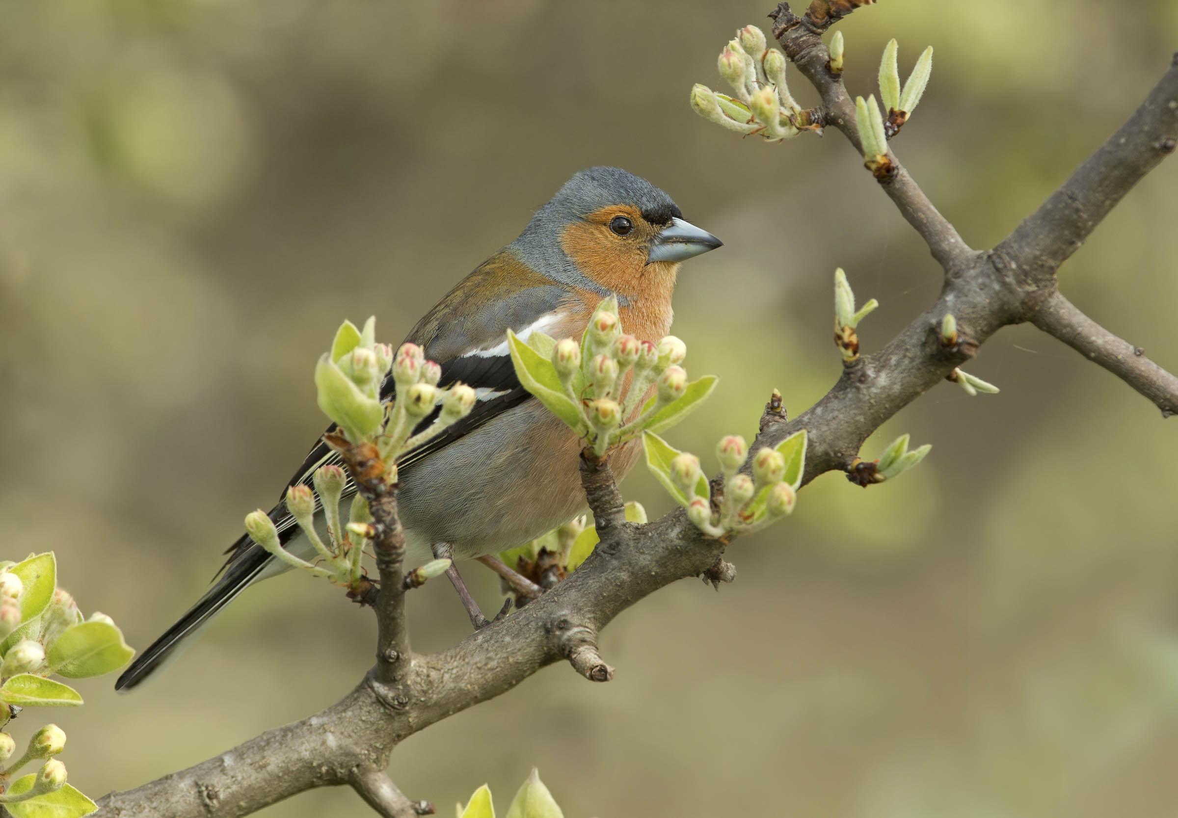 fringuello tra le gemme