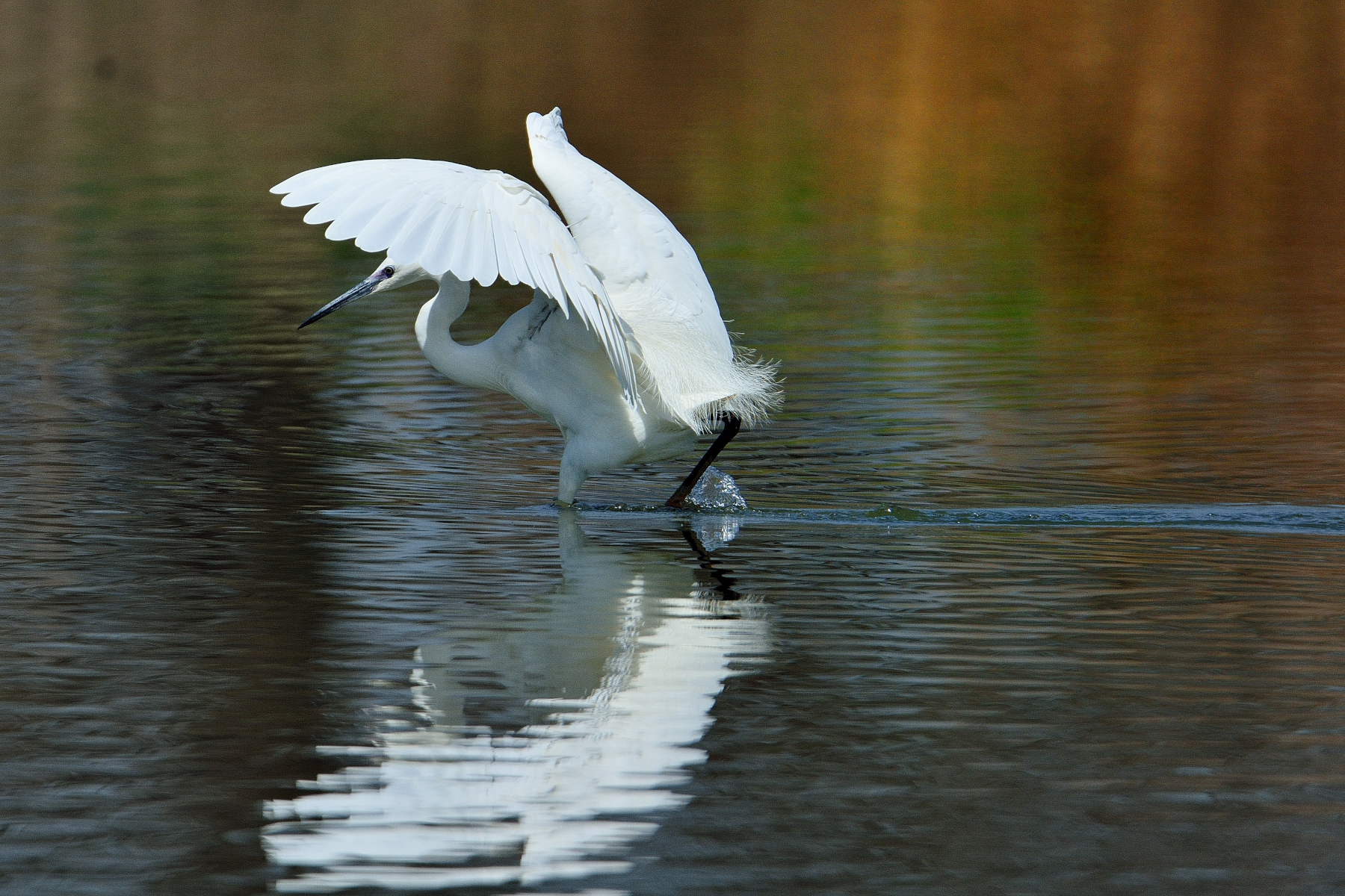 Egret fishing