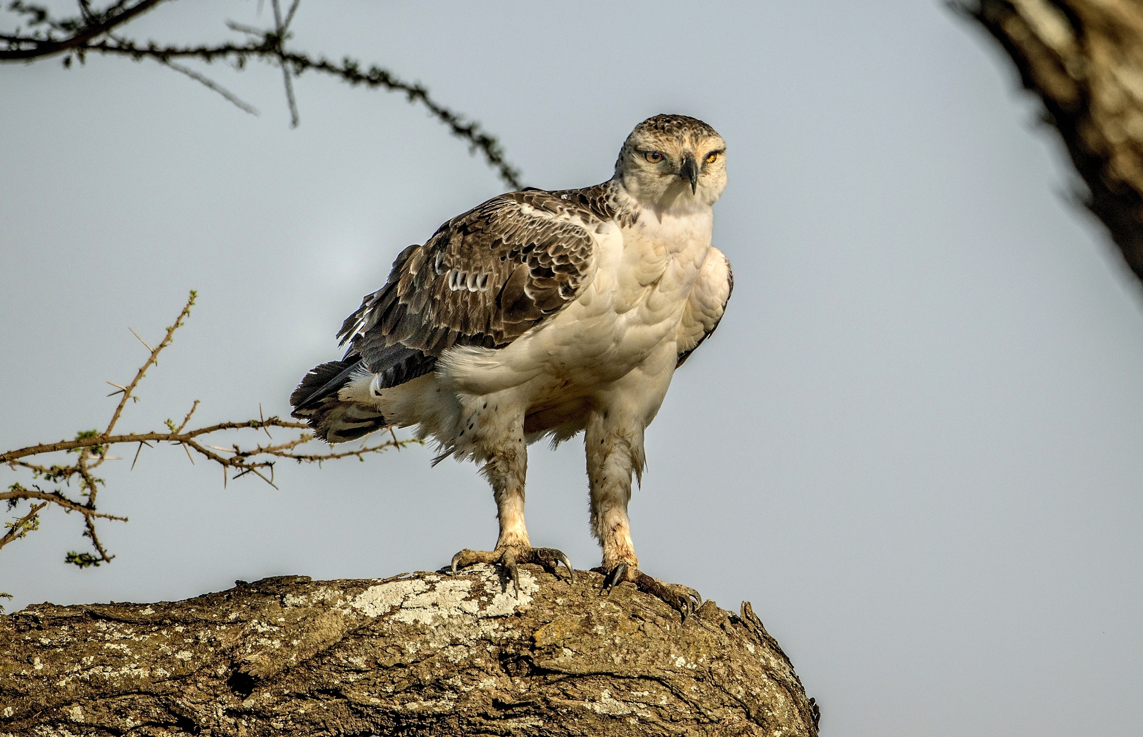 Tanzania 2015 - Giovane aquila marziale