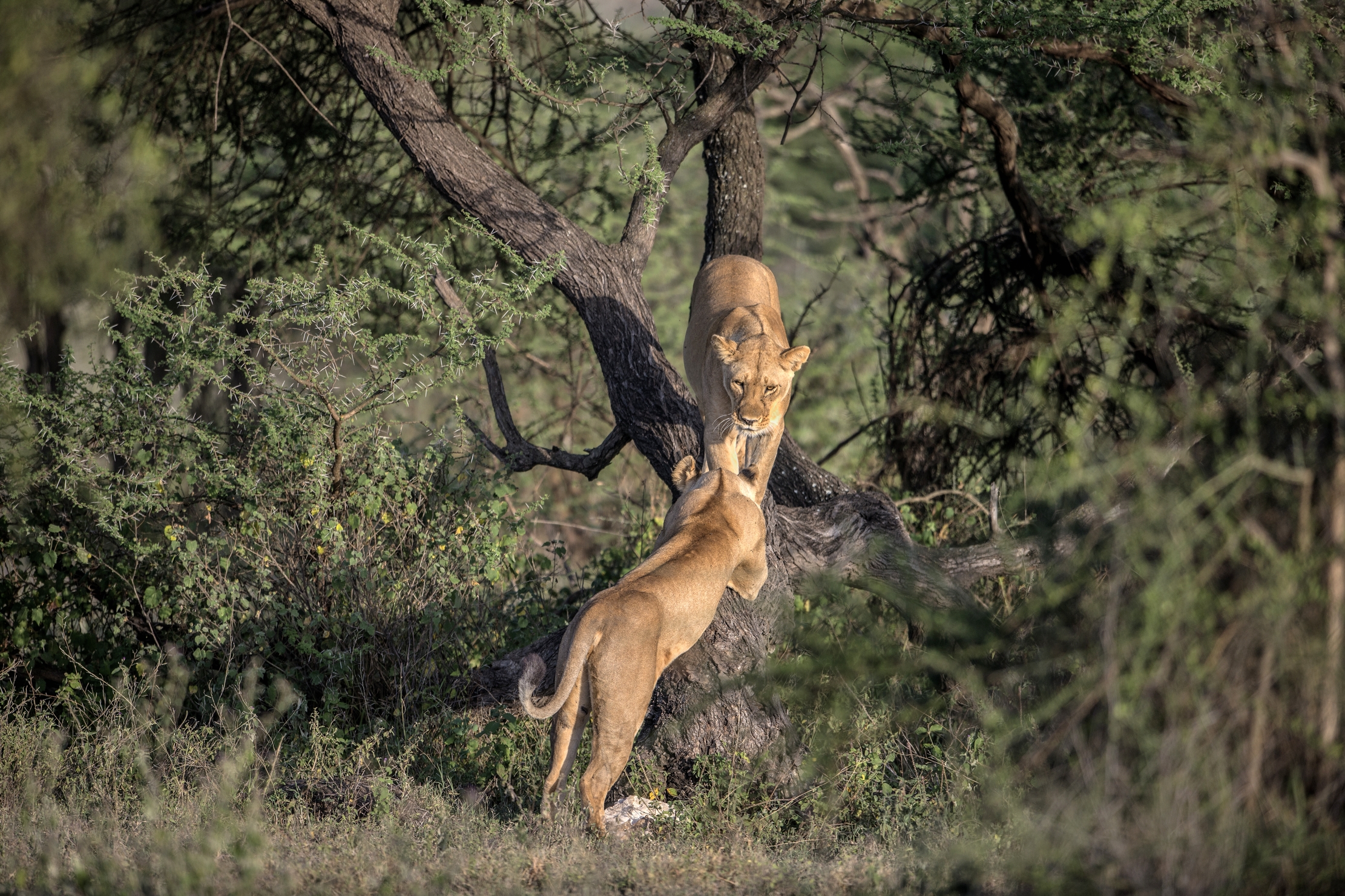 Tanzania 2015 - Sull'albero