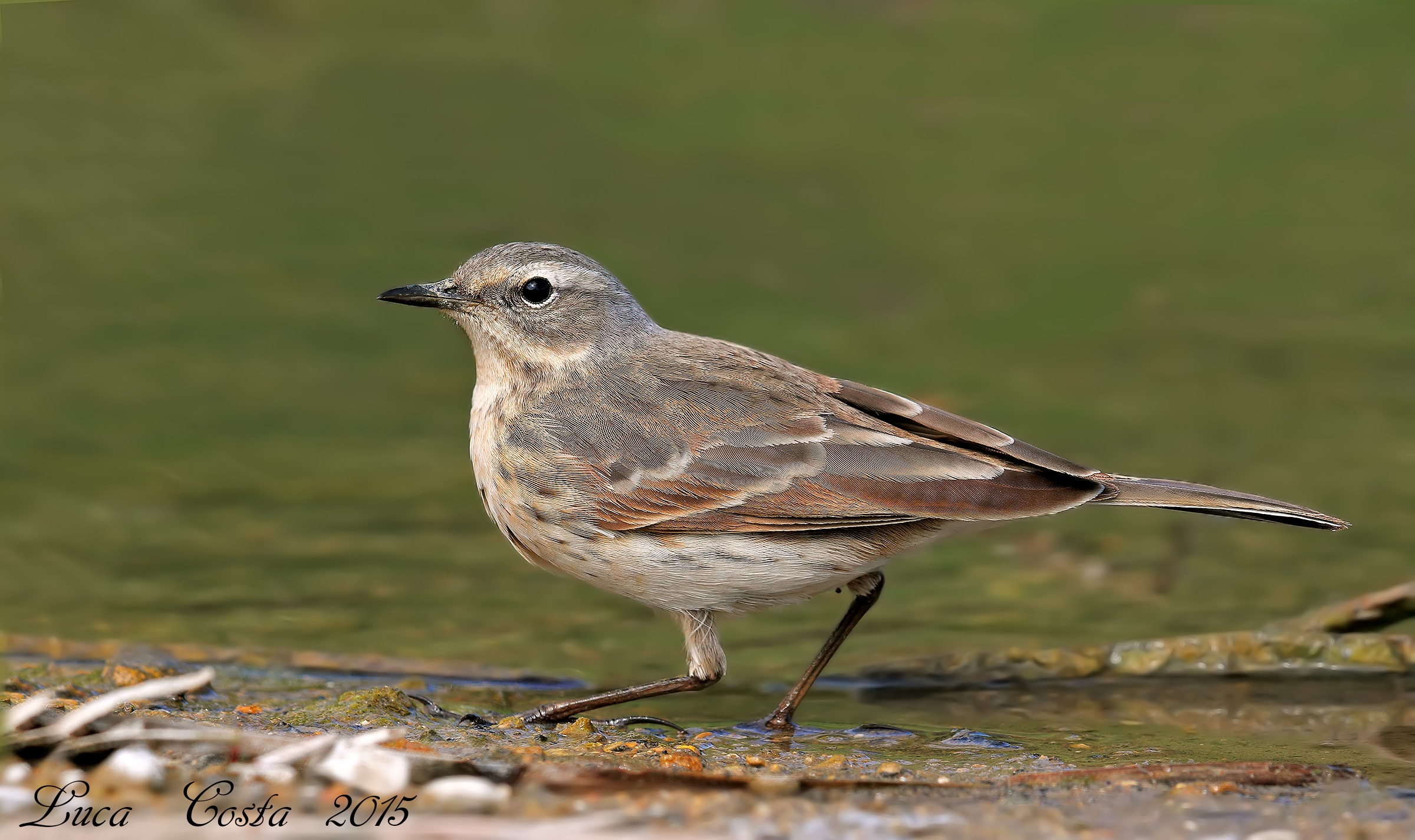 Pipit