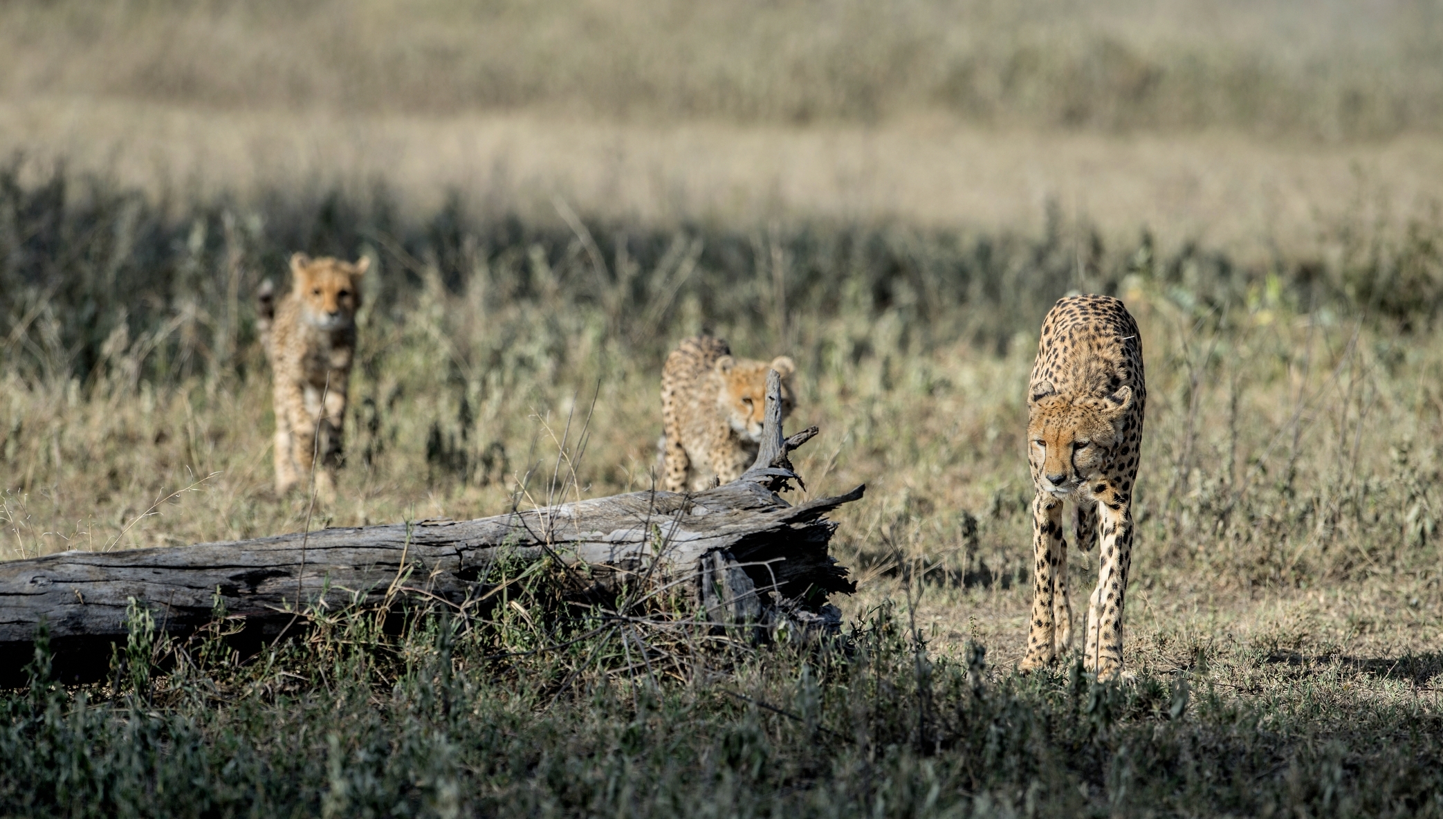Tanzania 2015 - In marcia