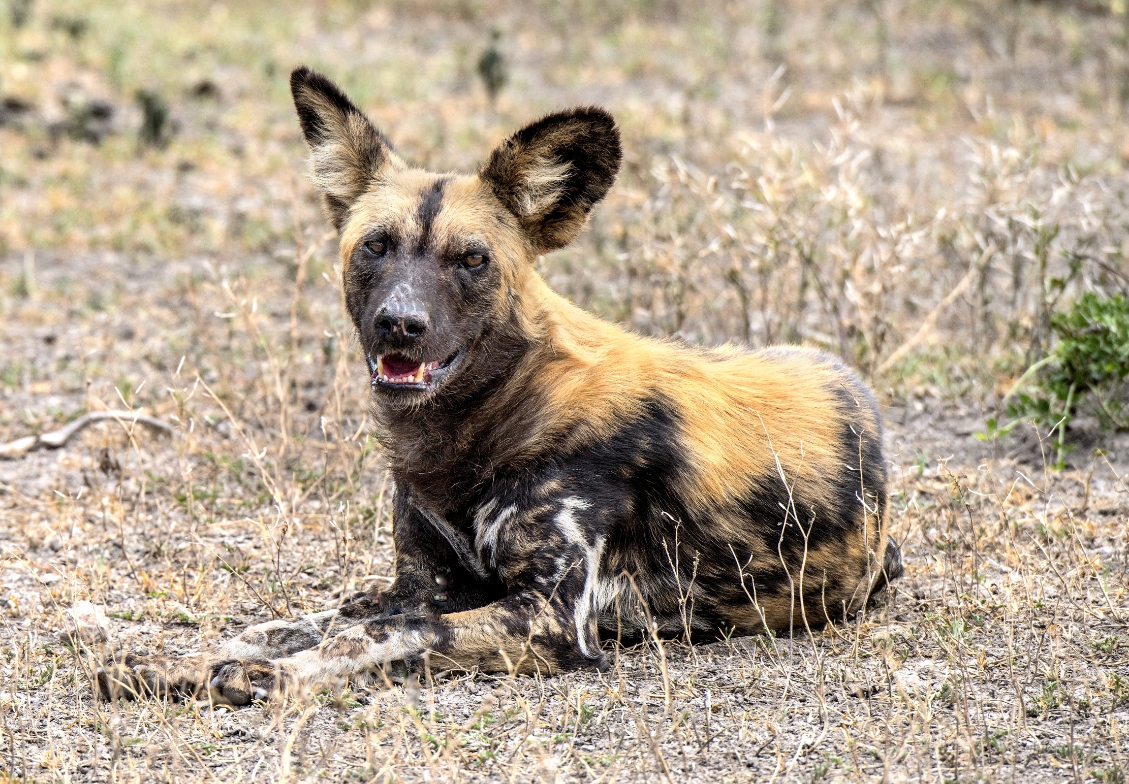 Tanzania 2015 - Licaone