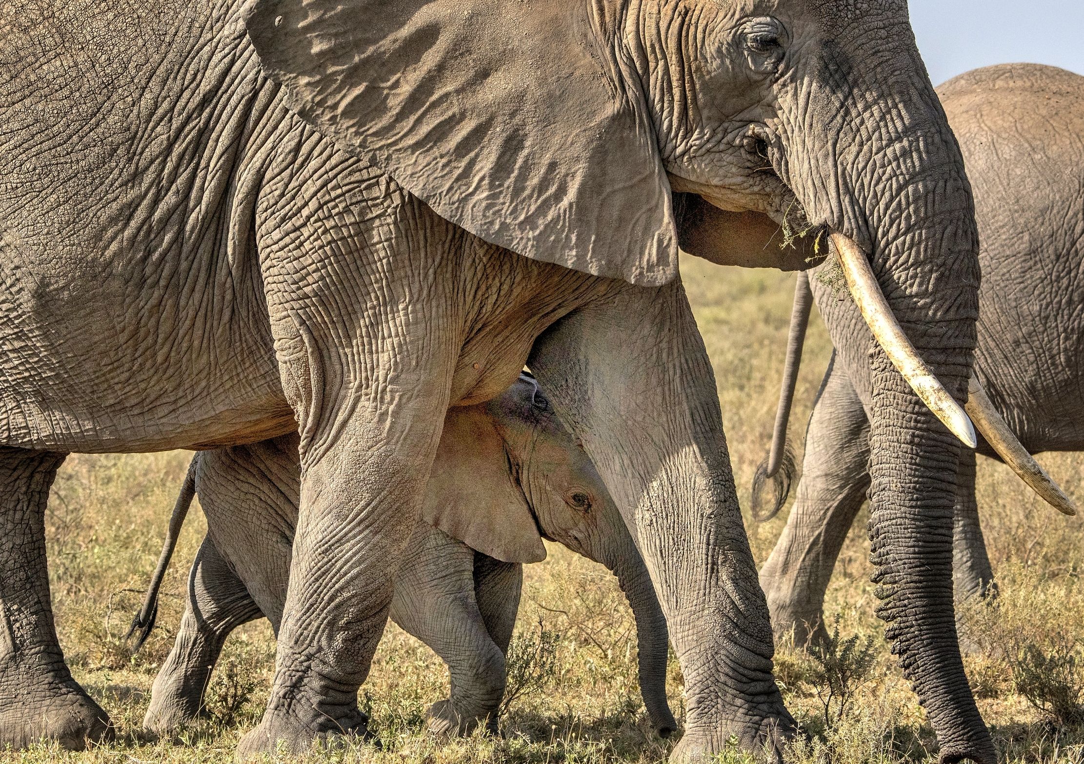 Tanzania 2015 - Protetto