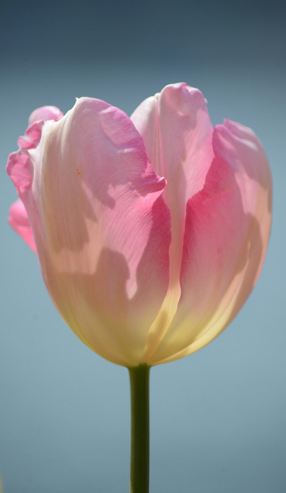 tulip