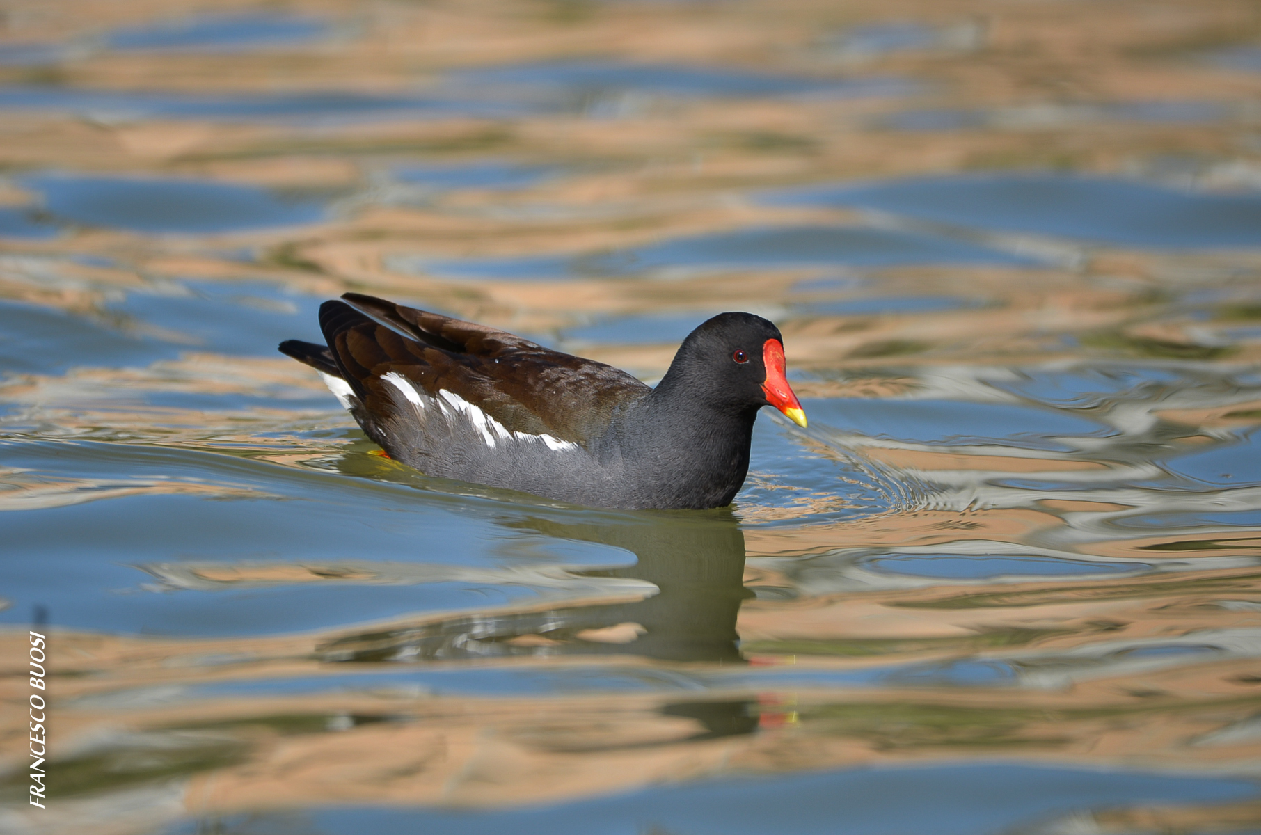 moorhen