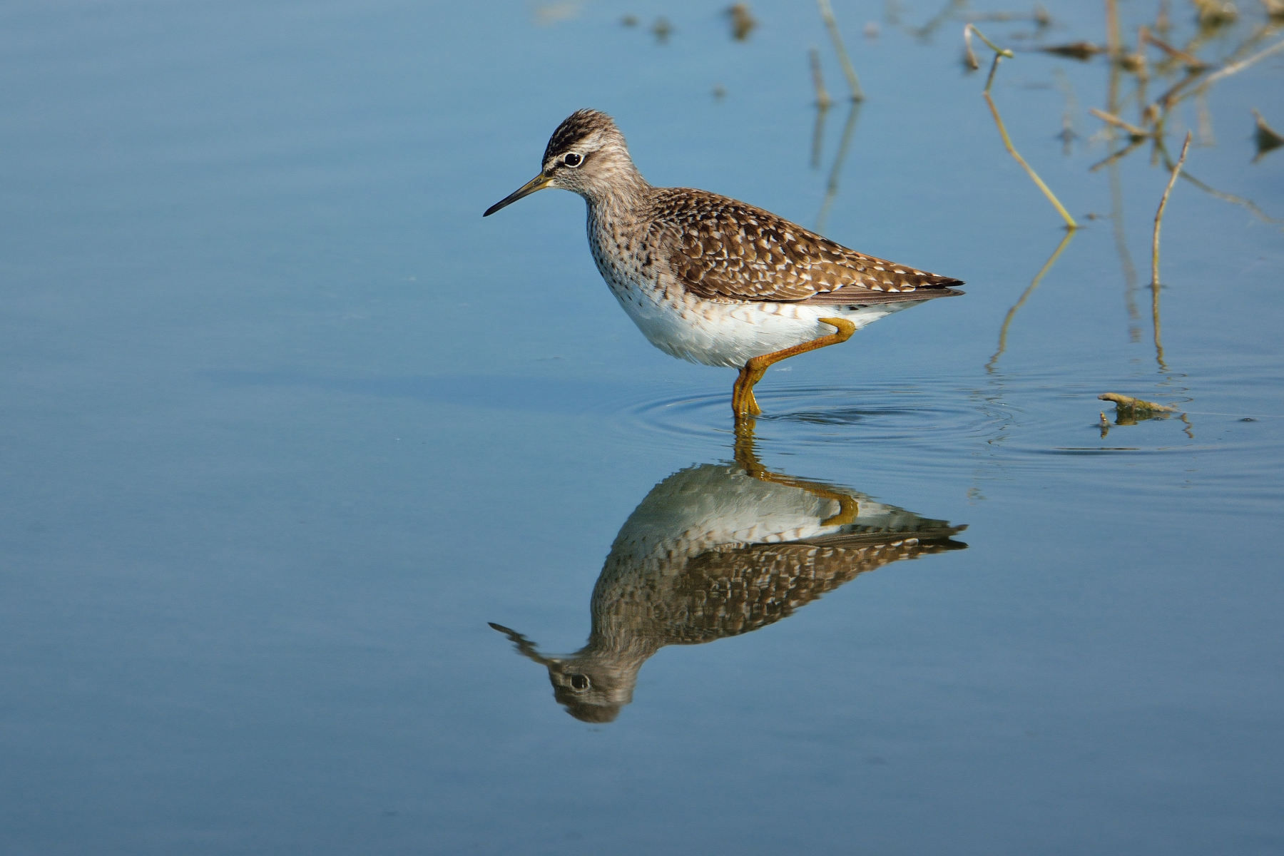 Piropiro small (Common sandpiper)