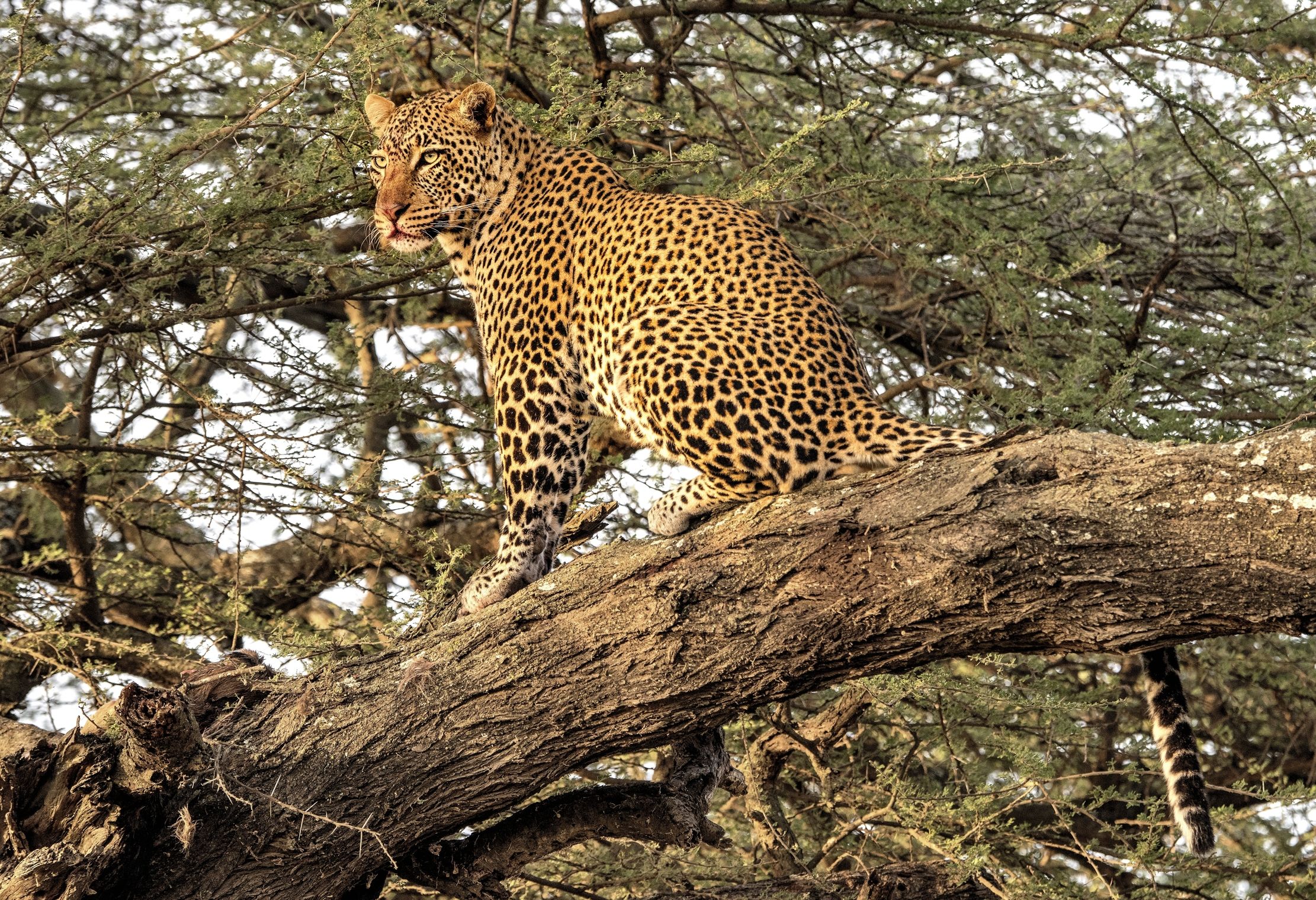 Tanzania 2015 - Leopardo