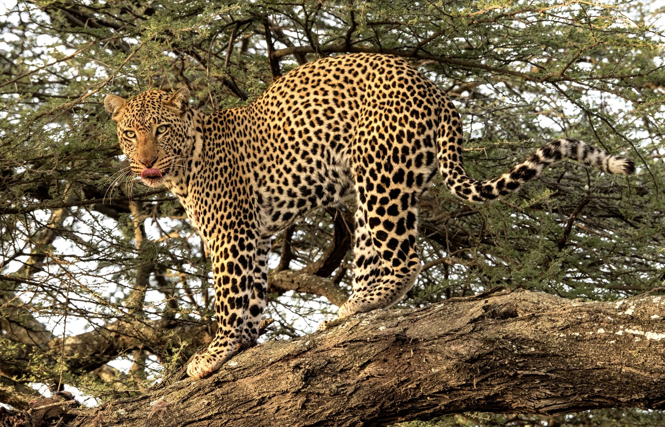 Tanzania 2015 - Linguetta