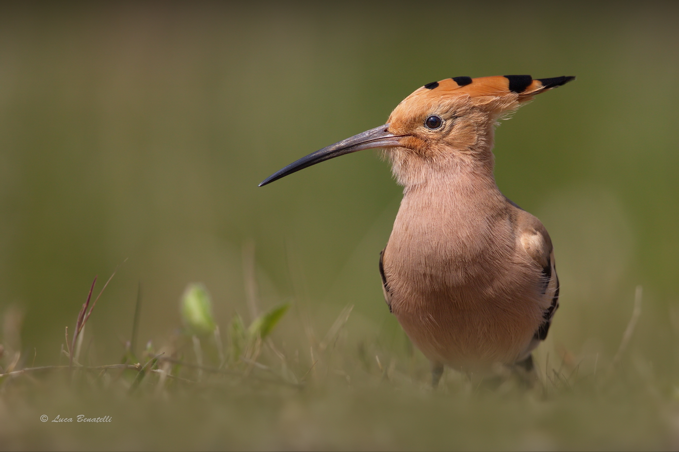Hoopoe