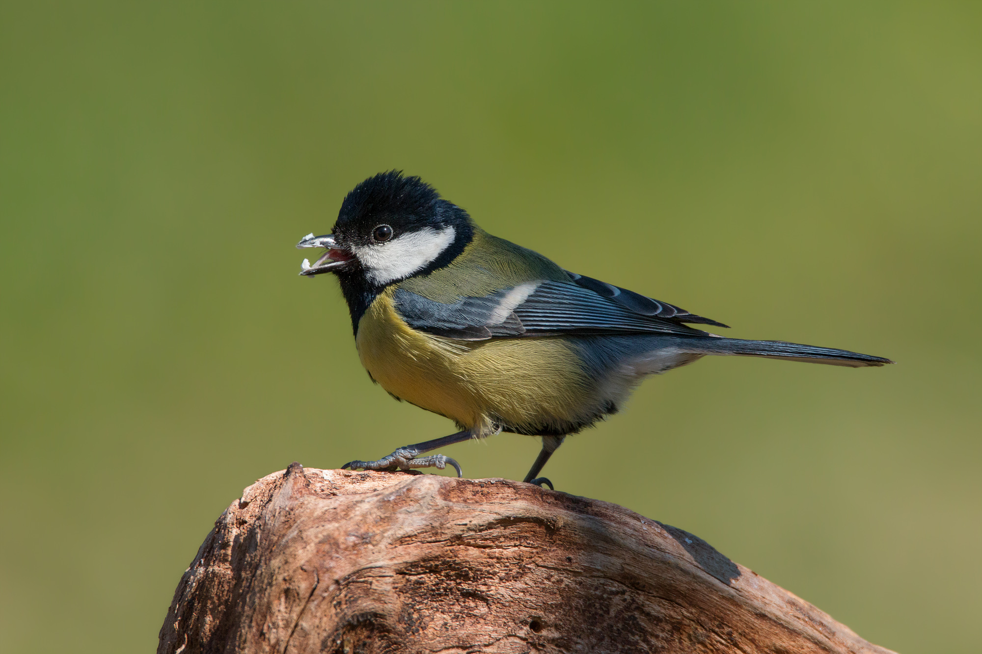 Great Tit
