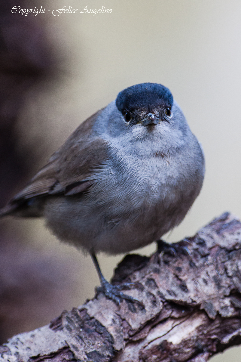 Blackcap