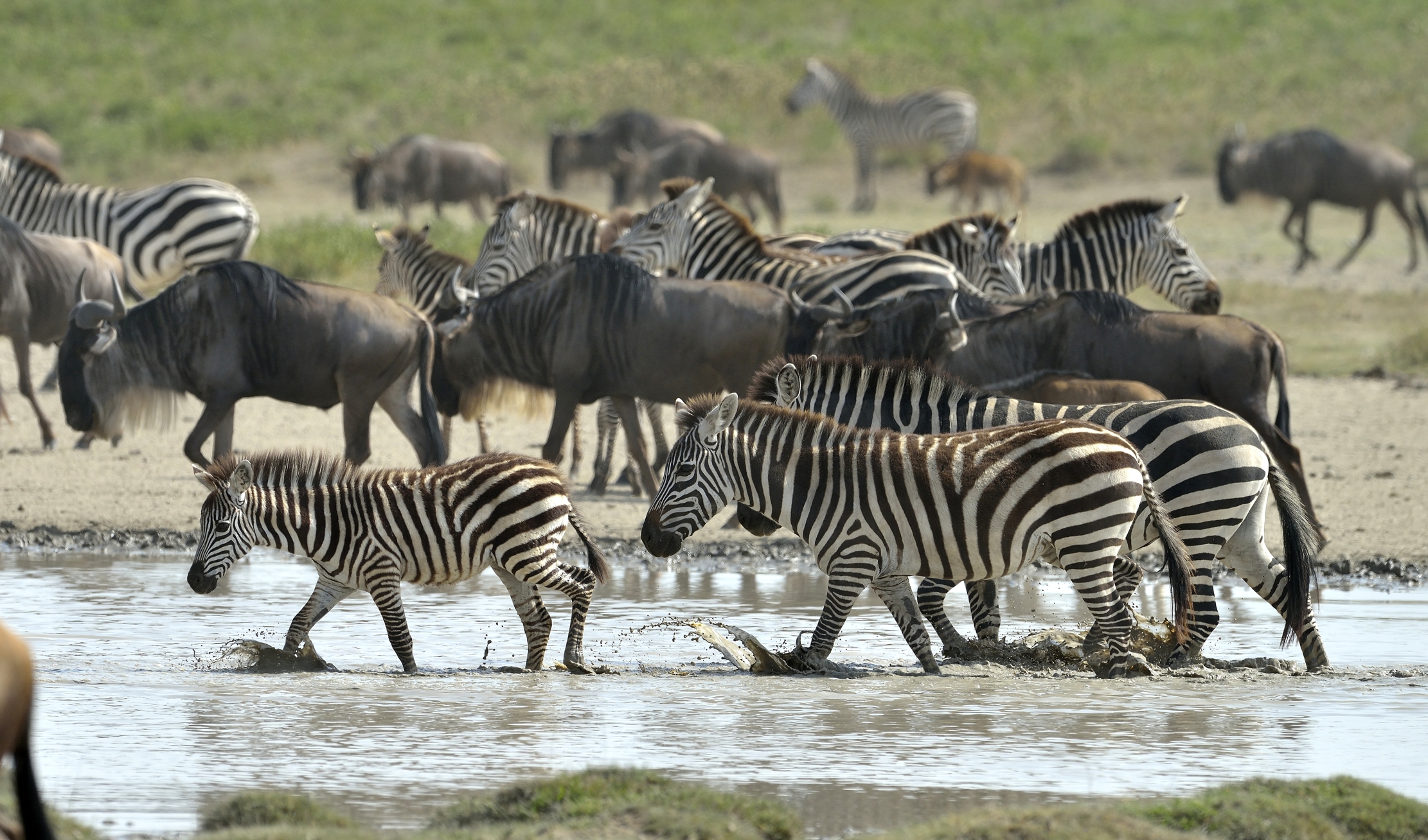 Tanzania 2015 - Migrazione