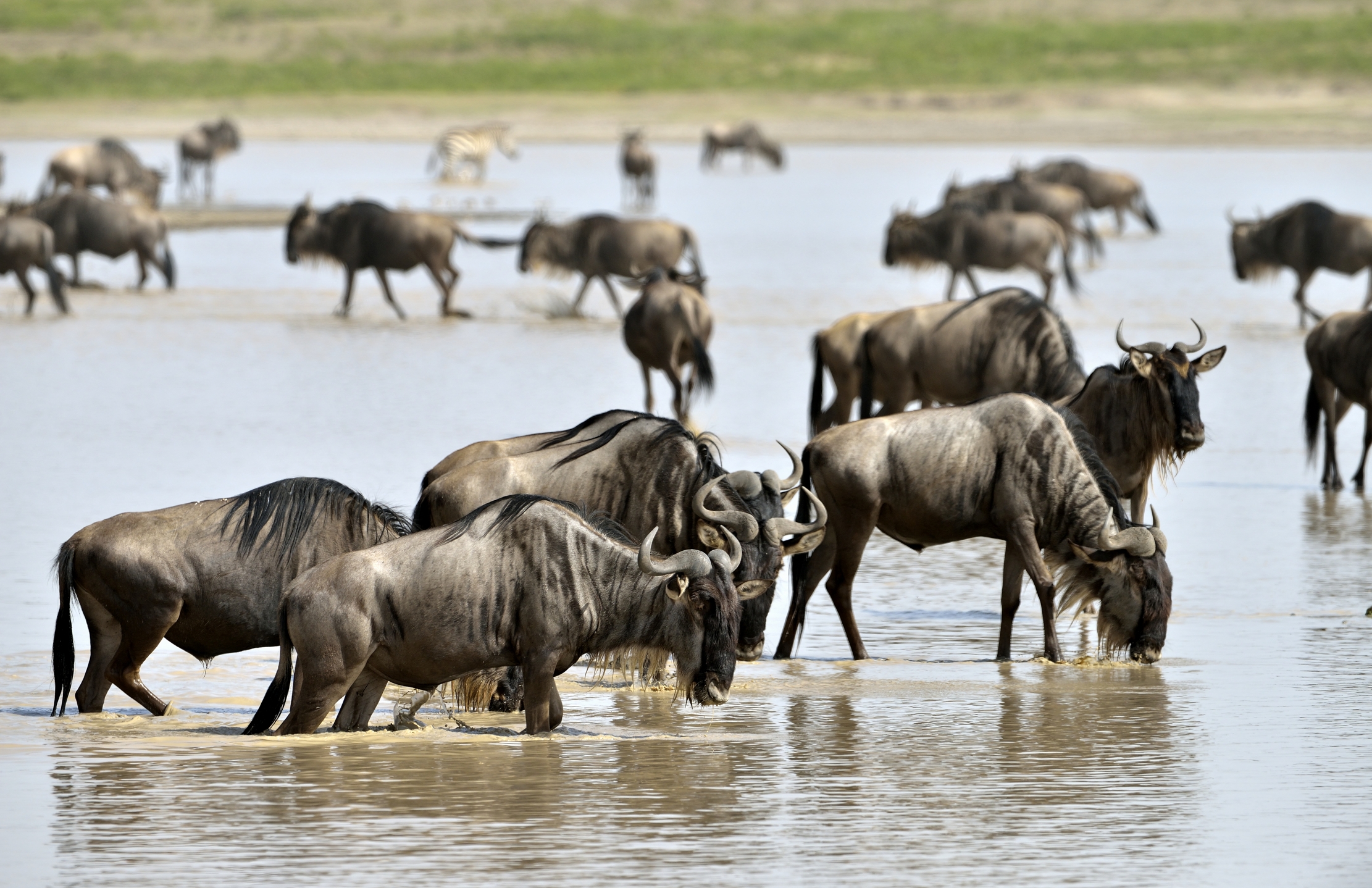 Tanzania 2015 - Migrazione