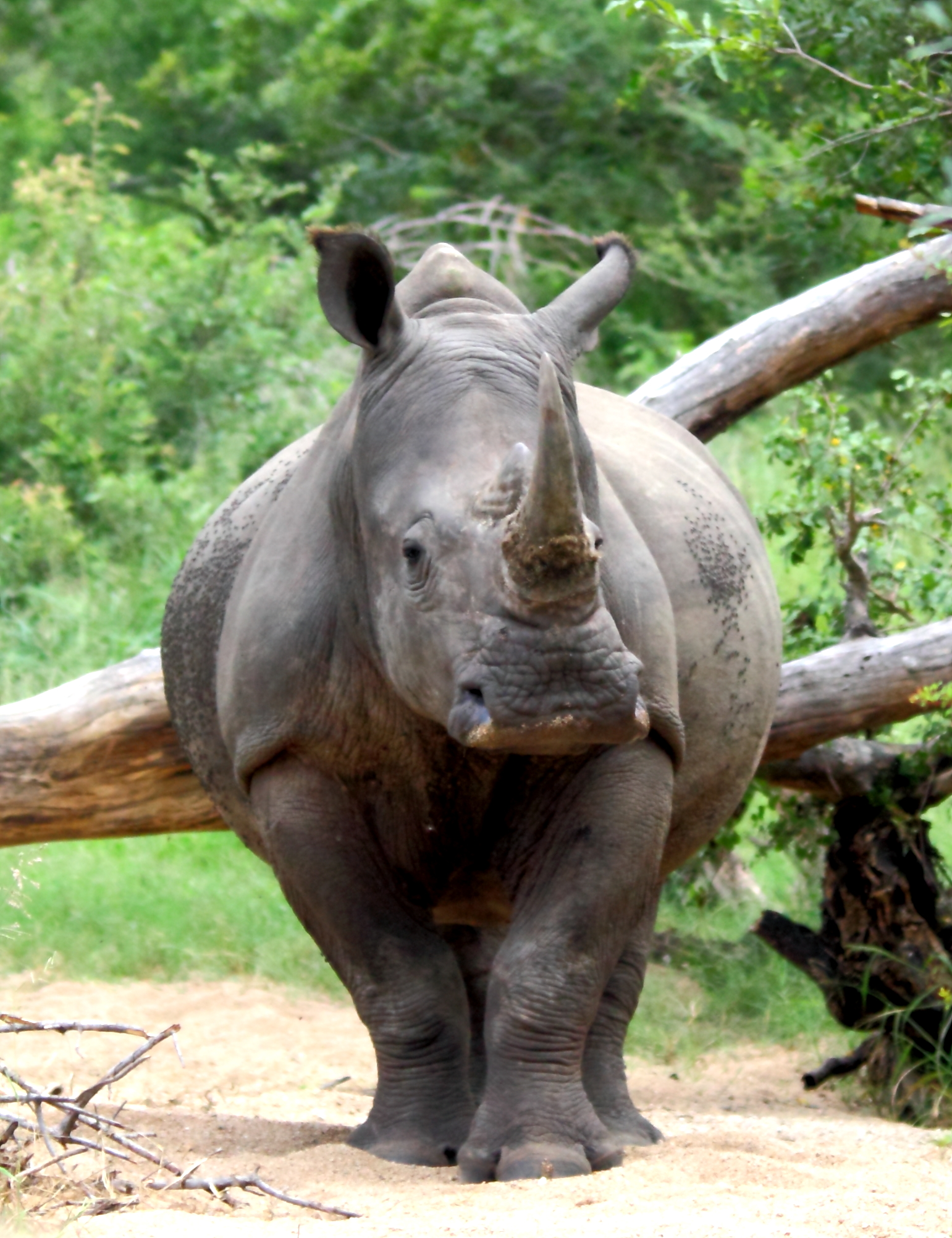 Animale domestico con a R