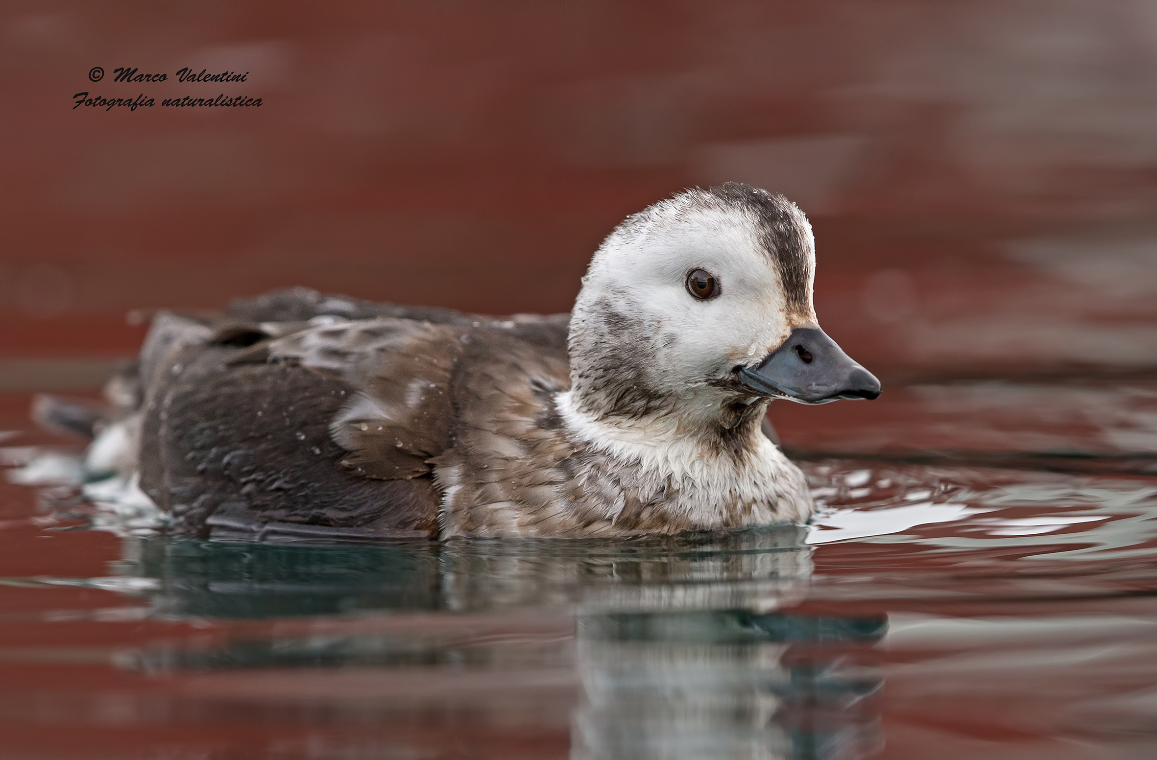 Long-tailed Duck