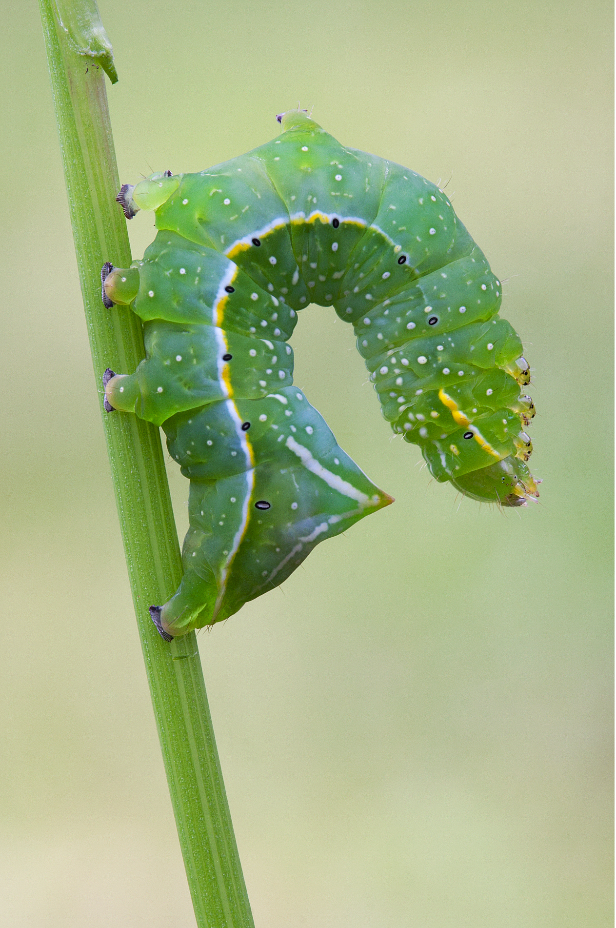 The Contortionist - Amphipyra pyramidea