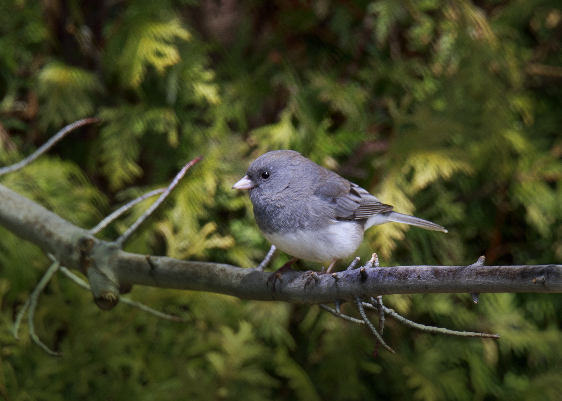Junco