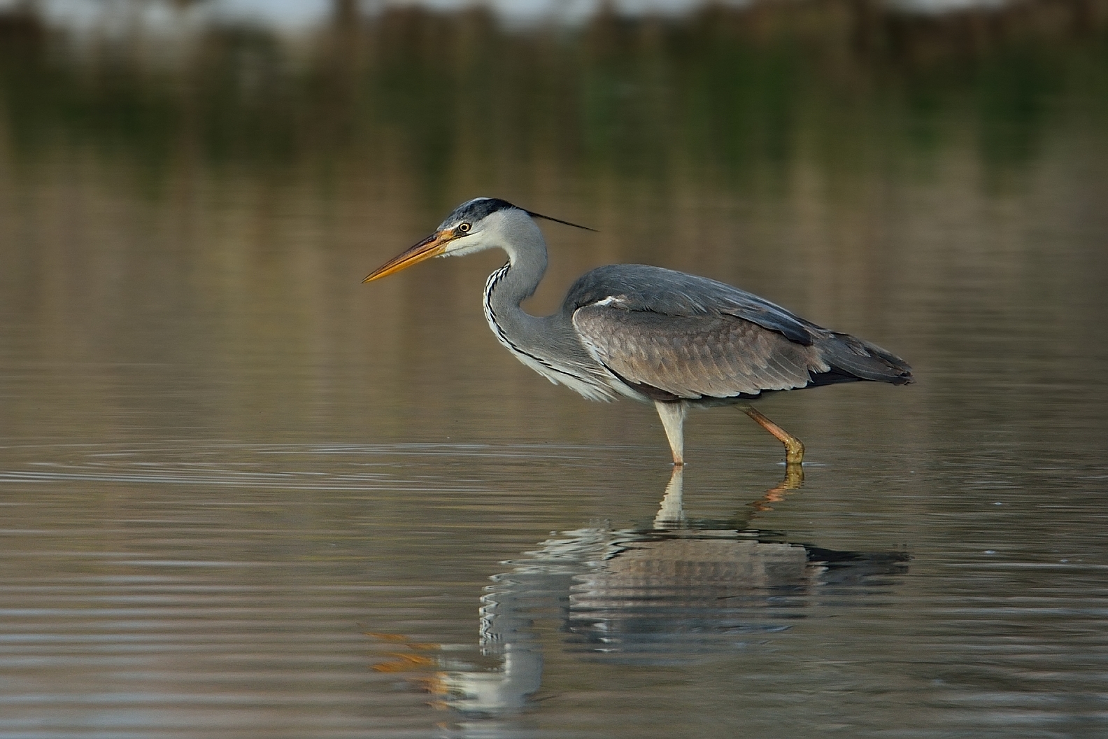 Grey Heron