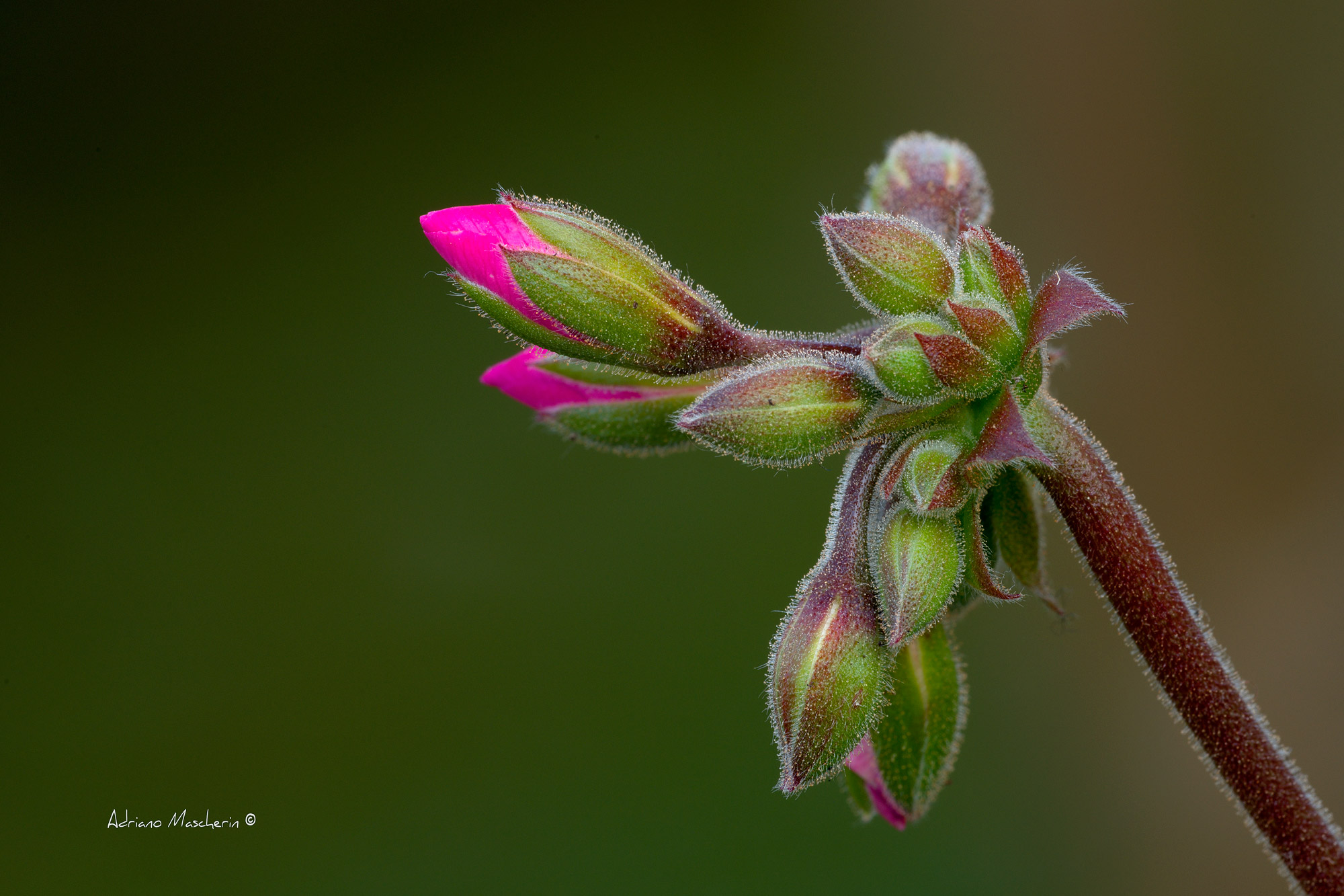 Bud of Geranium