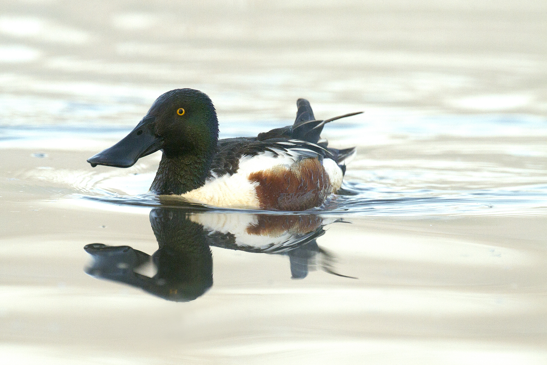 shoveler in Brabbia