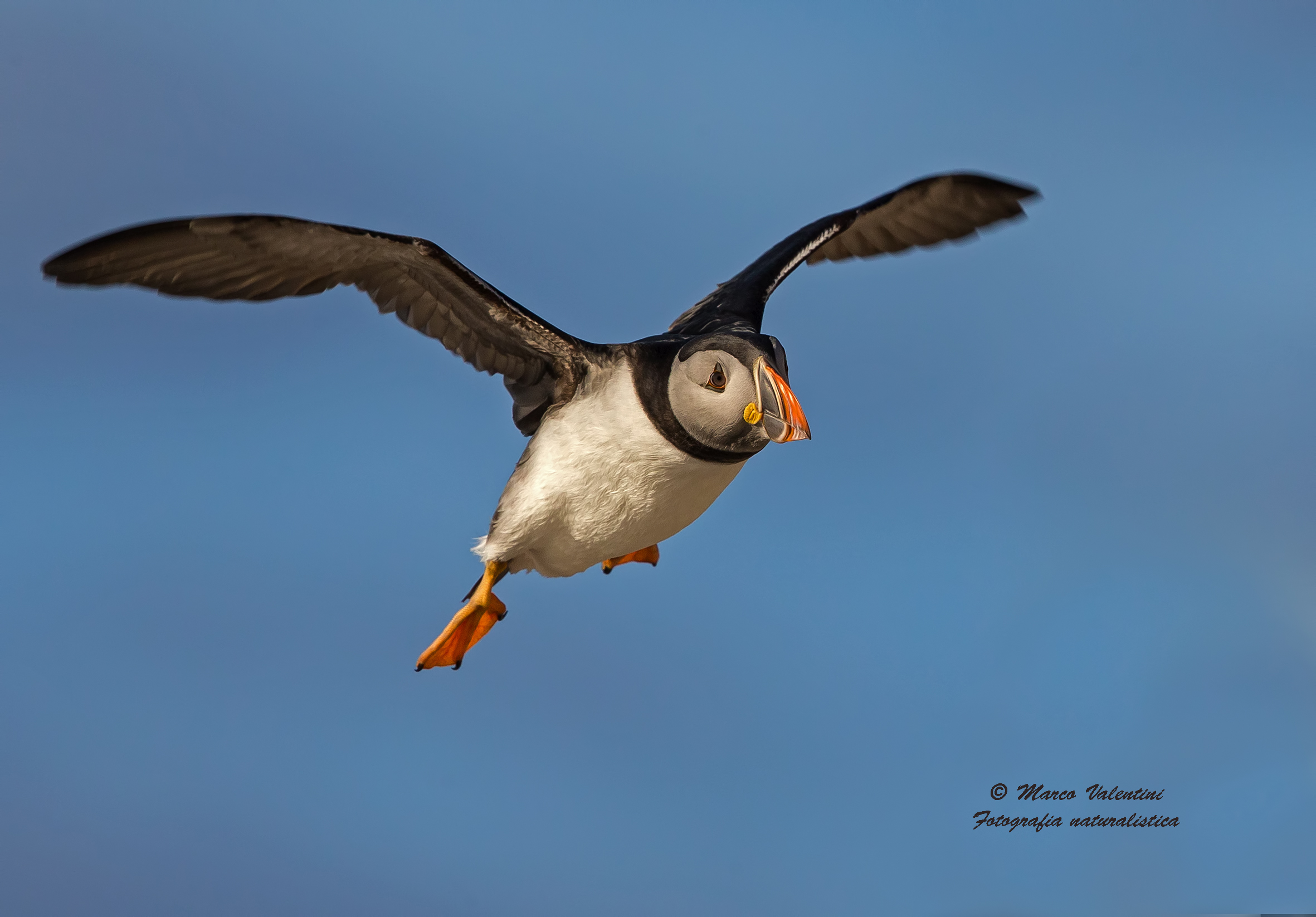 Pulcinella on the fly