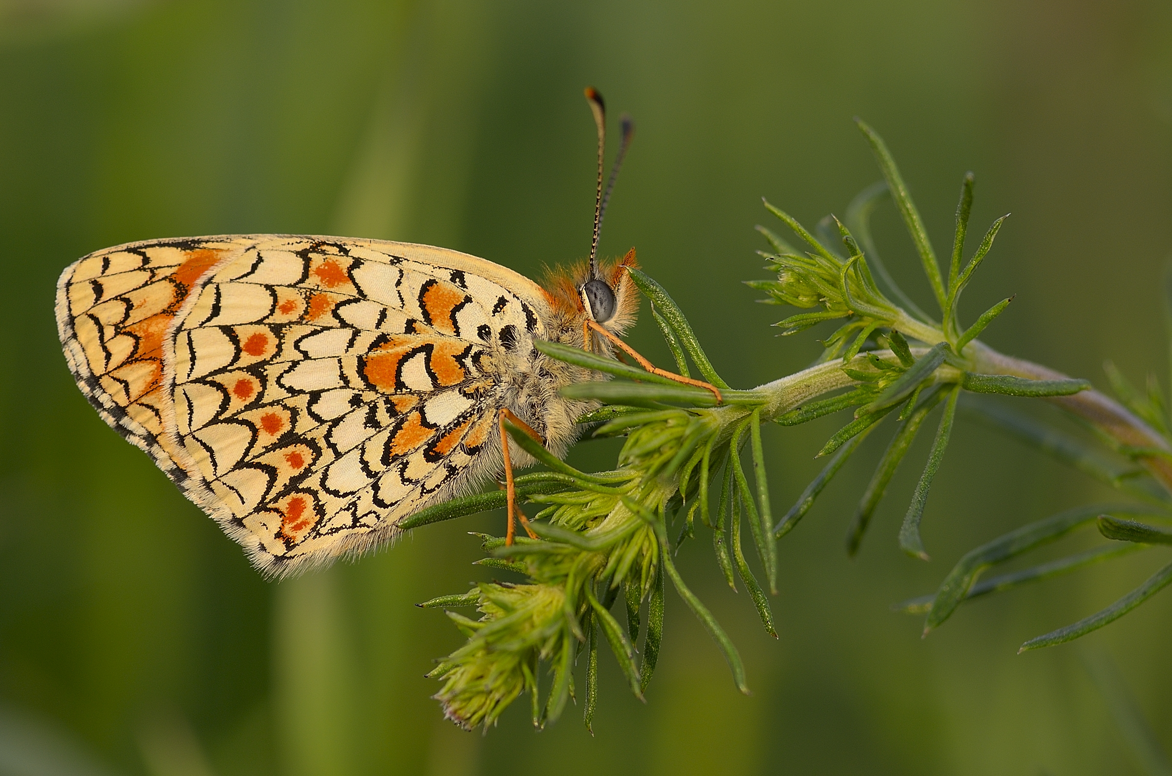 Melitaea