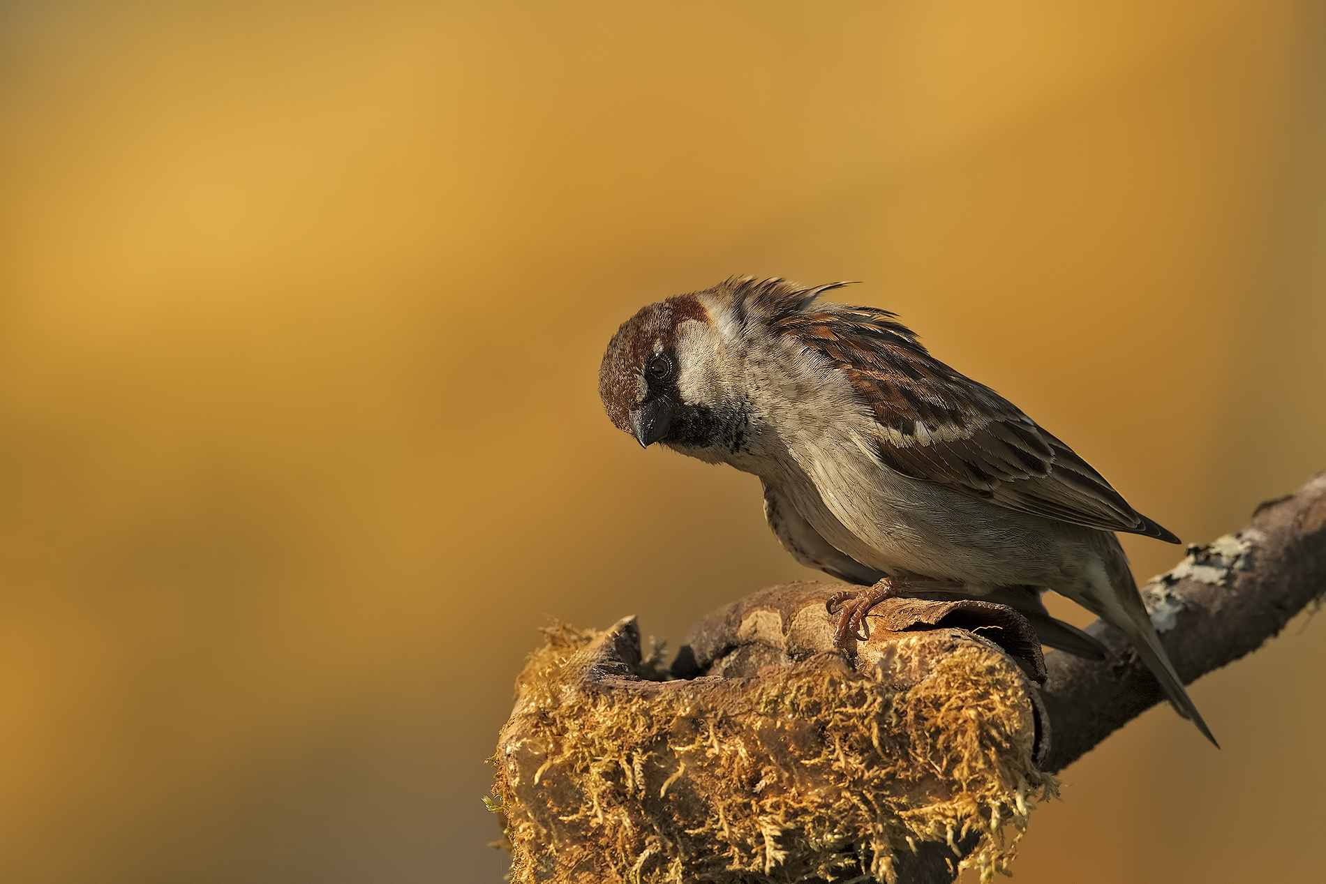 passero...gallesino!