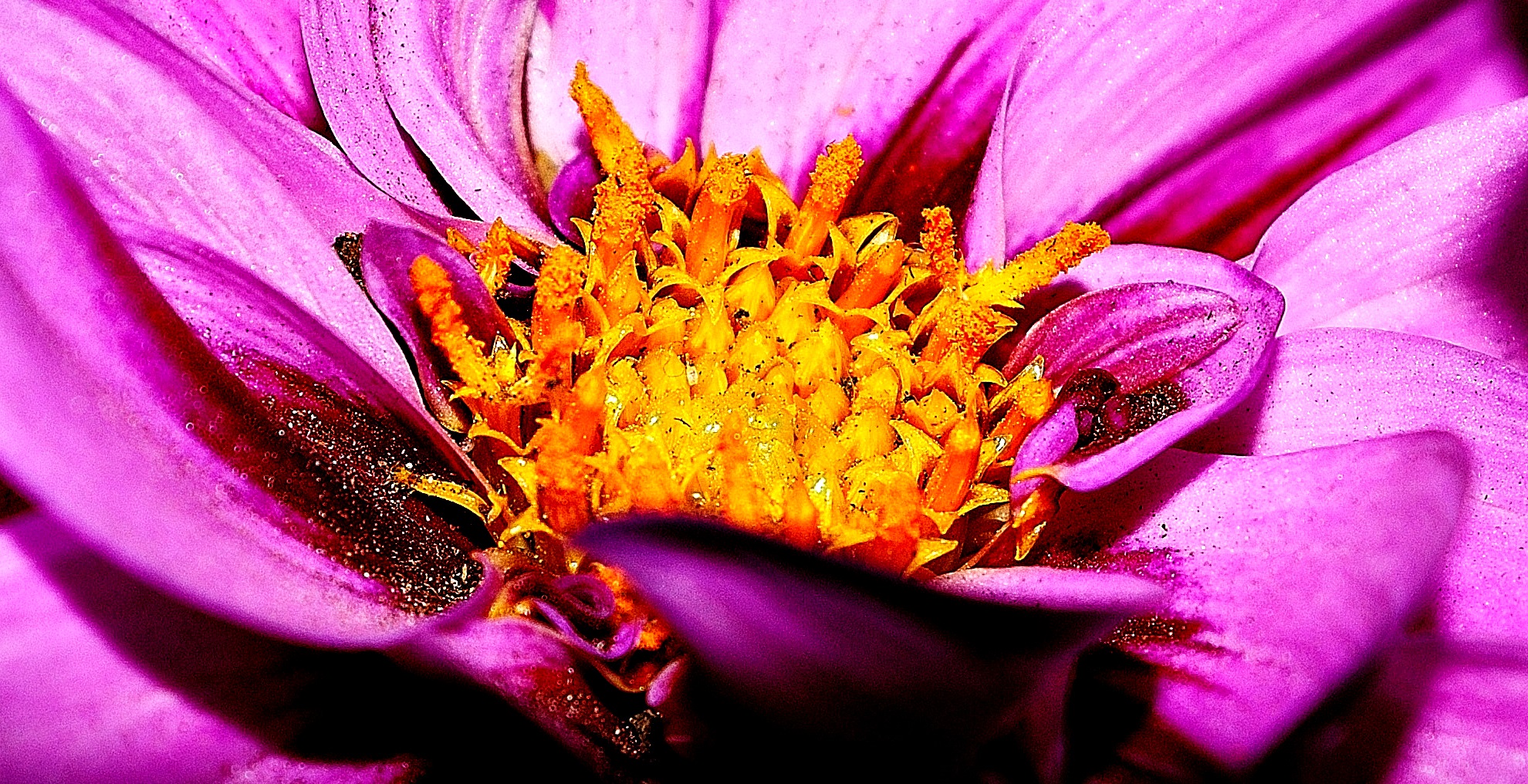 Una corona ... per dalia