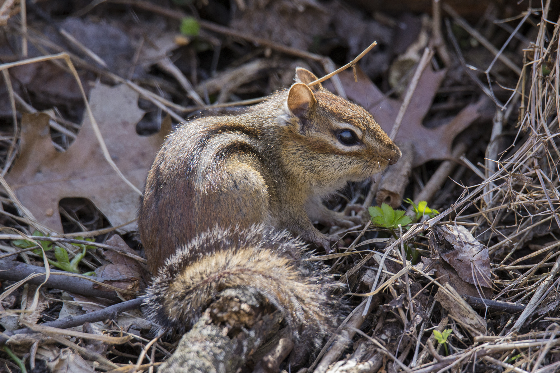 Chipmonk