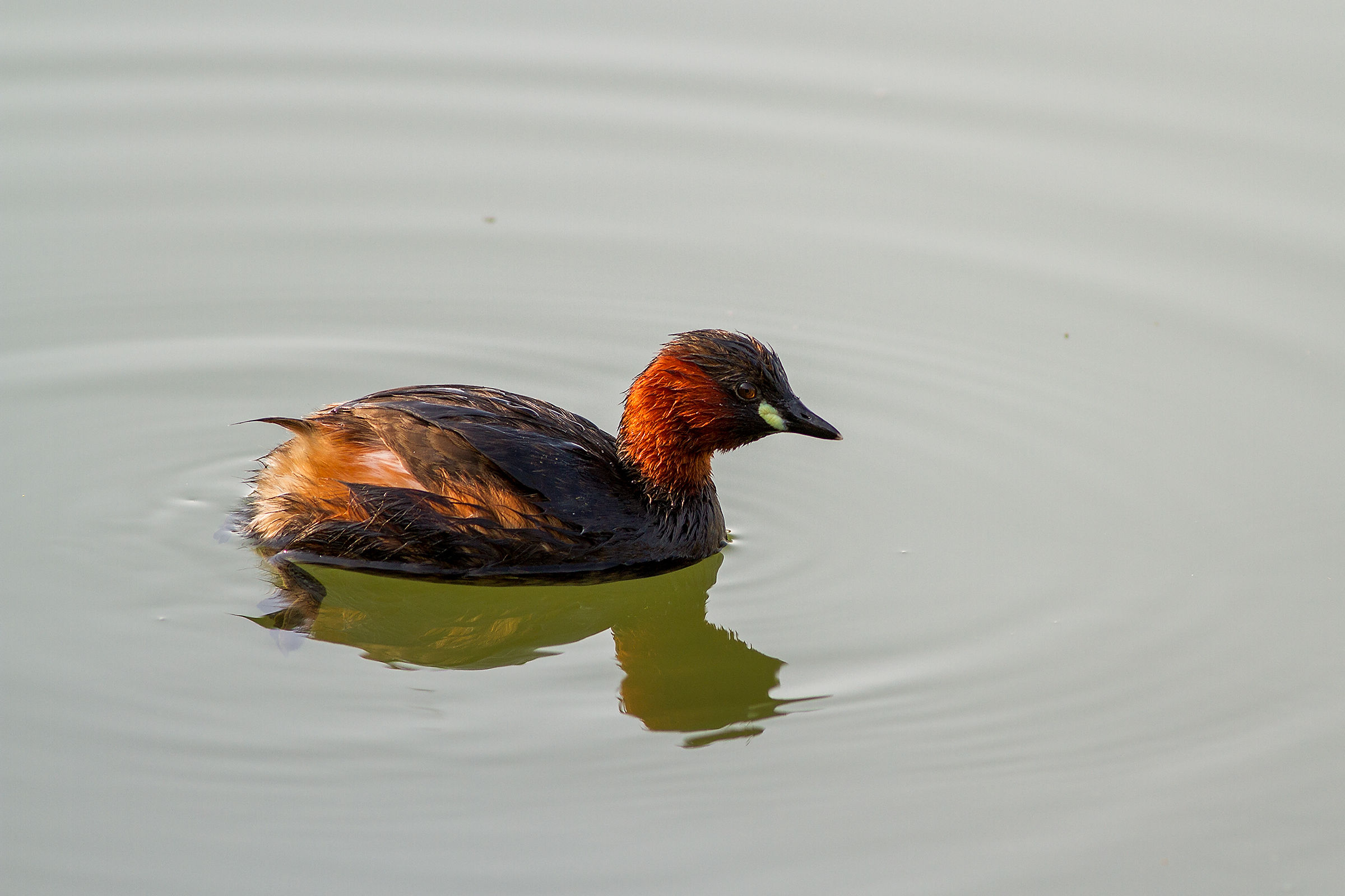 Little Grebe