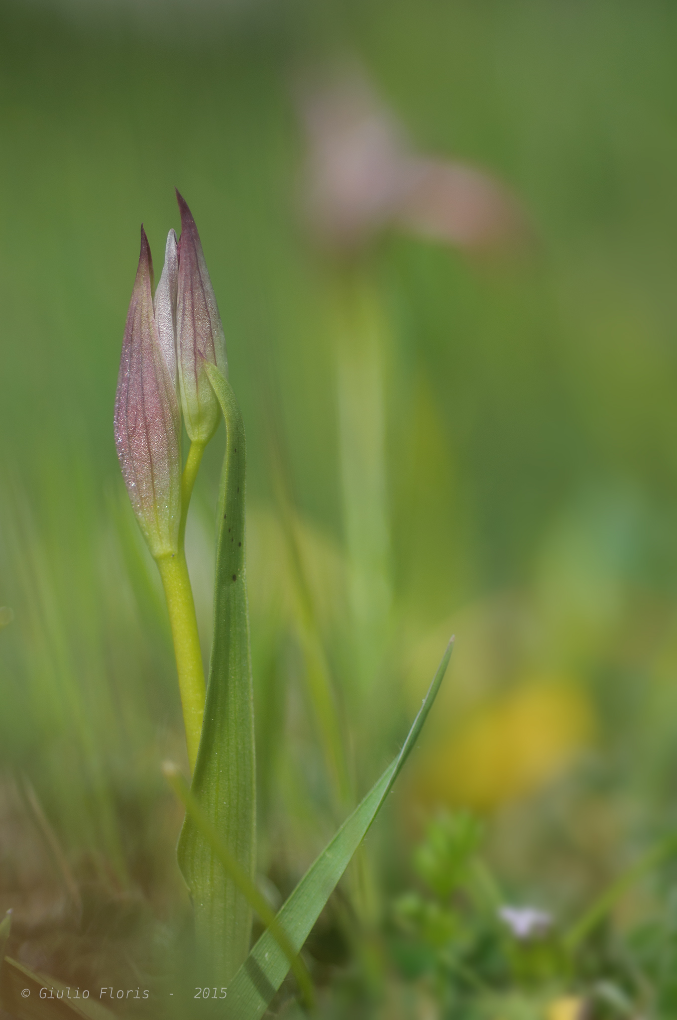 When I grow up i' like to be out of focus