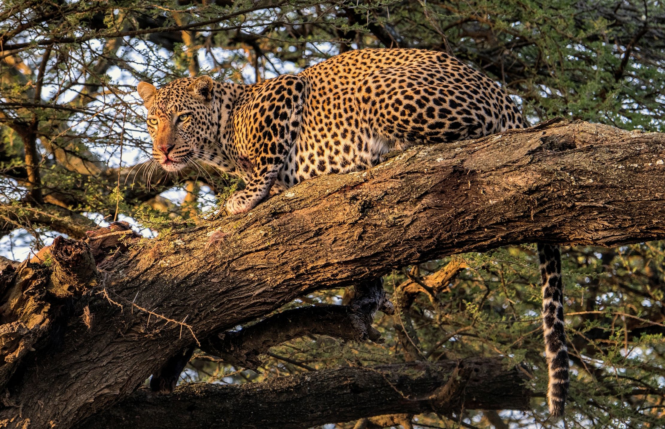 Tanzania 2015 - Sull'albero