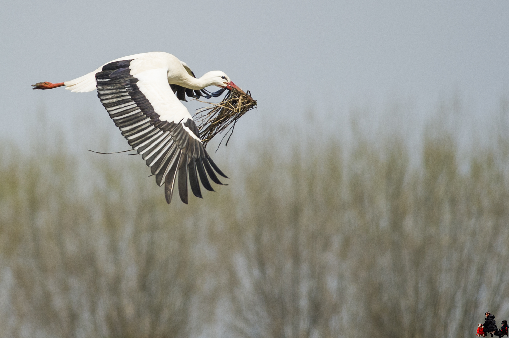 Stork in flight