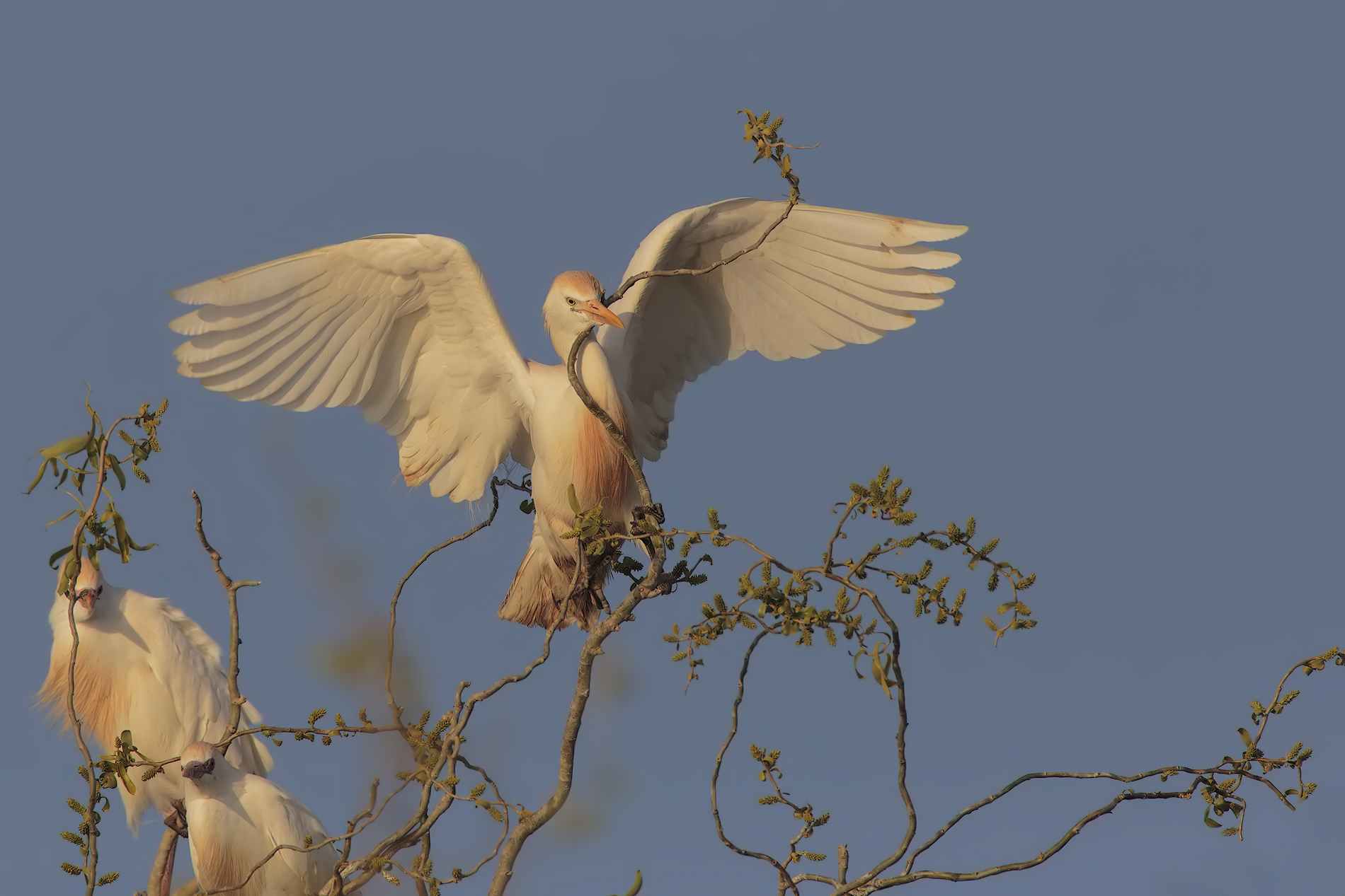 gaurdabuoi in atterraggio3